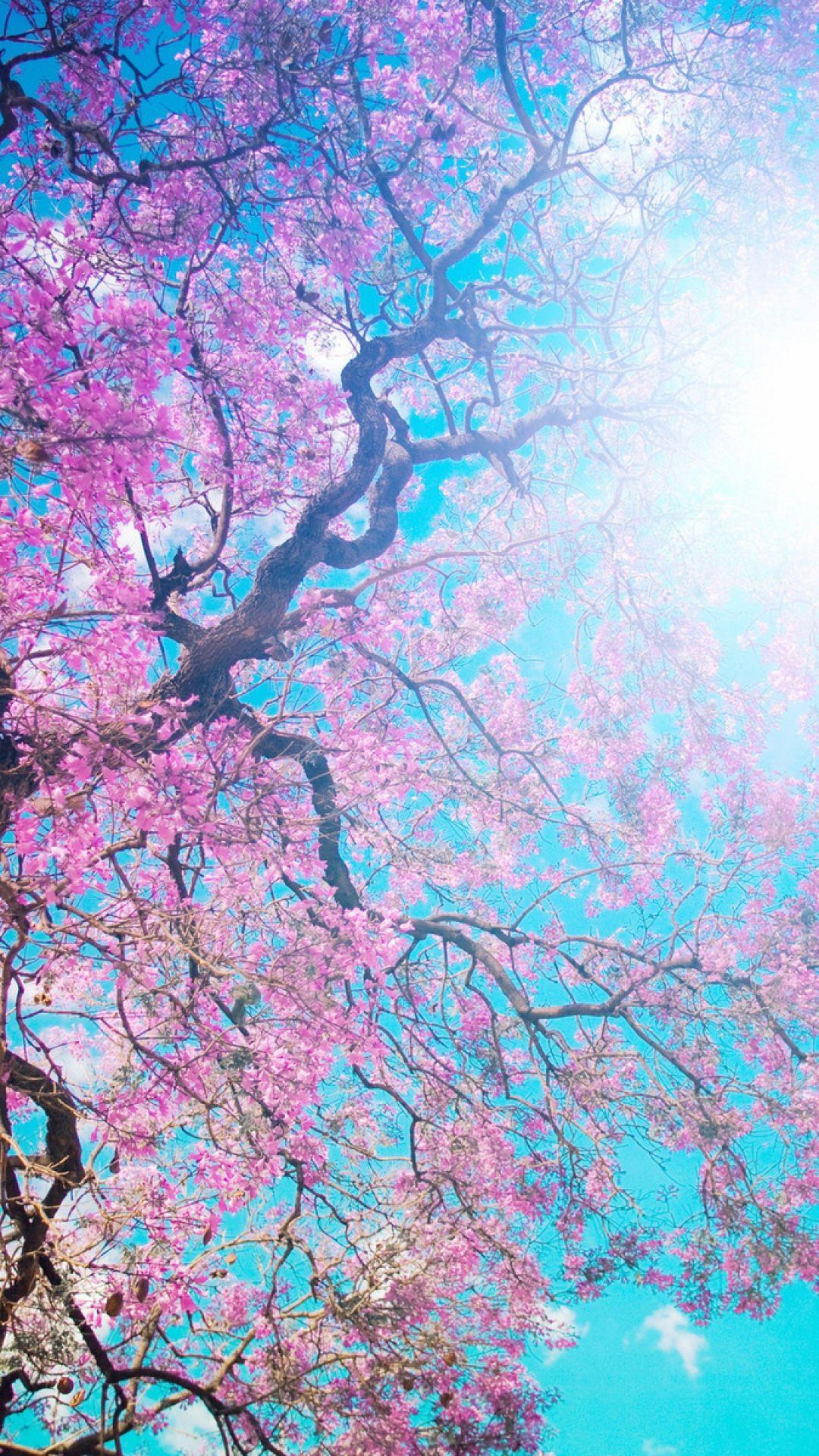 1080x1920 Cherry Blossom iPhone Wallpaper HD