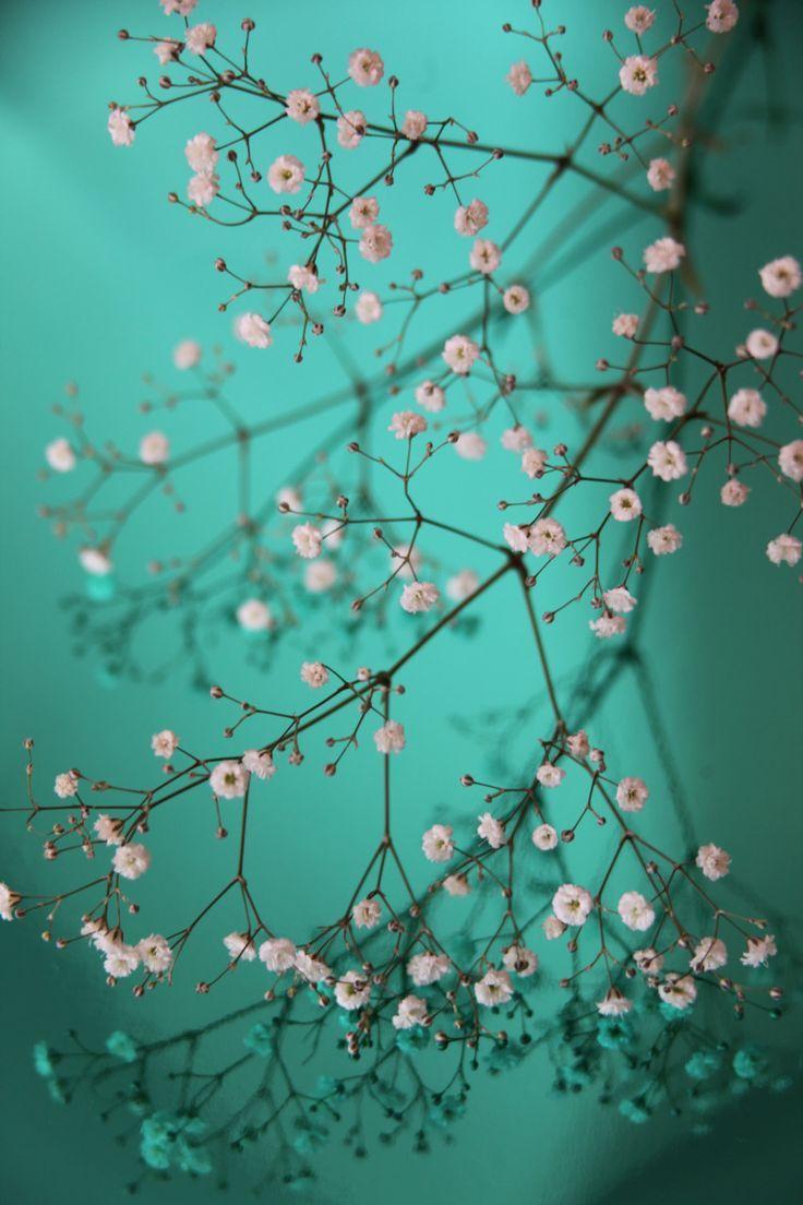 Turquoise Cherry Blossoms Wallpapers - Top Free Turquoise Cherry