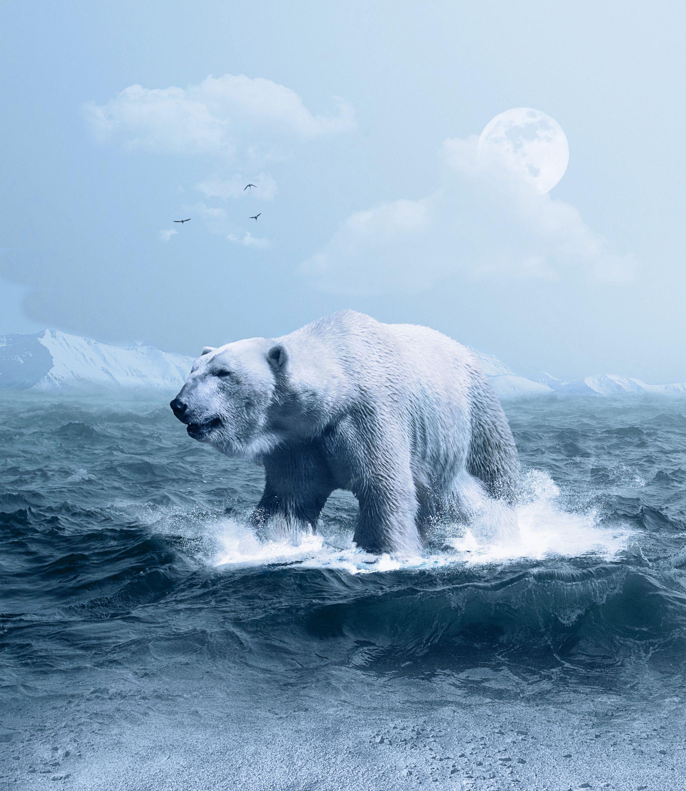 2600x3000 Wallpaper Polar bear, Arctic, White bear, Ocean, HD, Animals