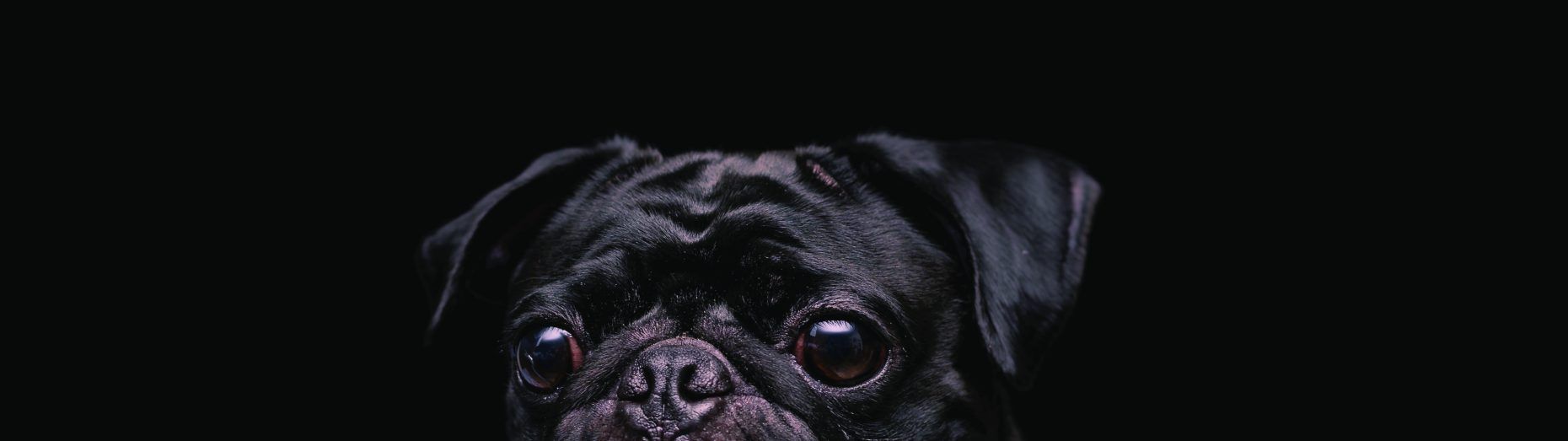 1860x523 Black Pug