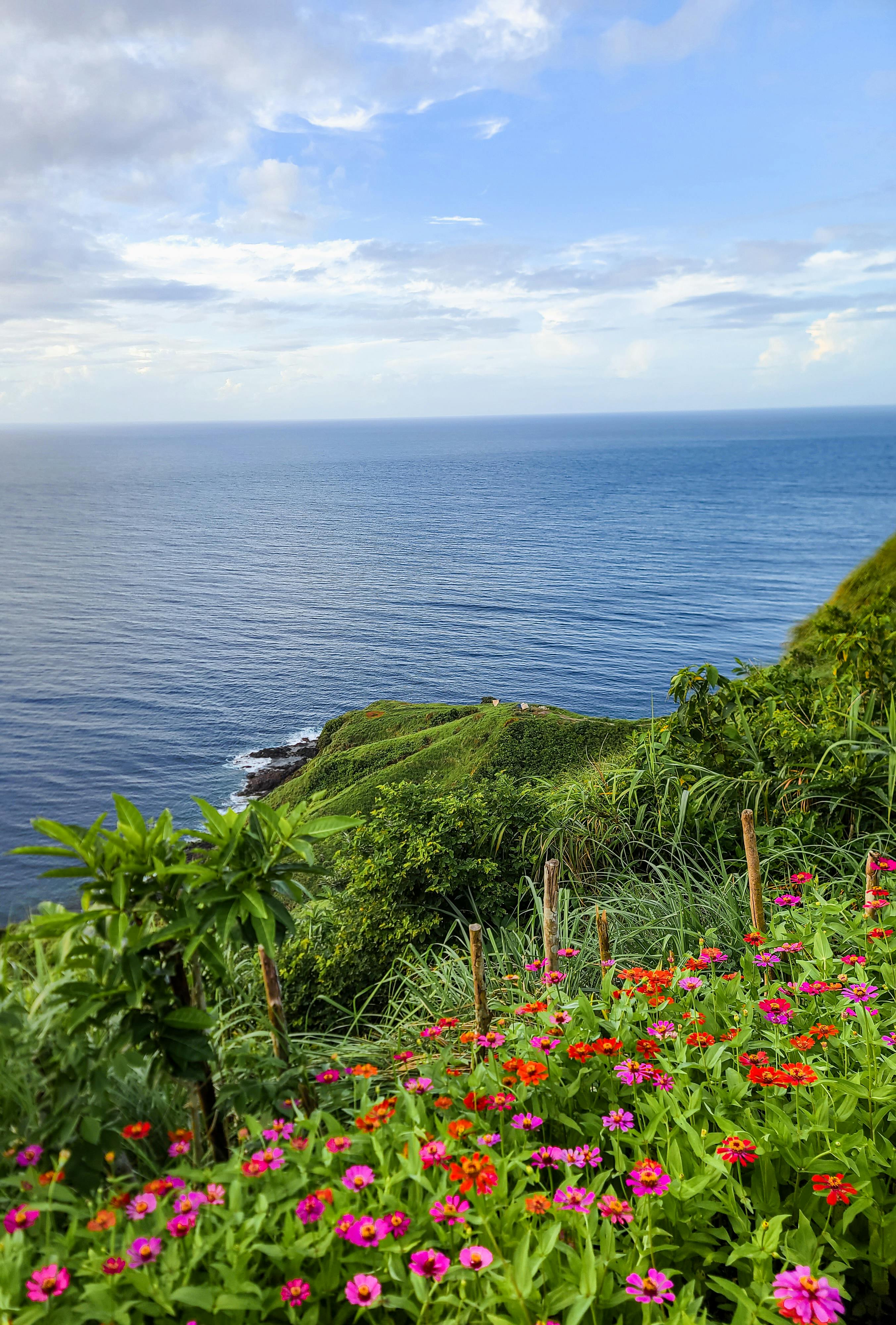 2705x4000 Flowers on Sea Shore · Free