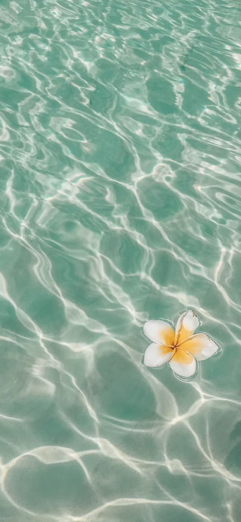 800x1733 Sea flower, flower, flower, ocean, sea, seasons, tropical, HD phone wallpaper