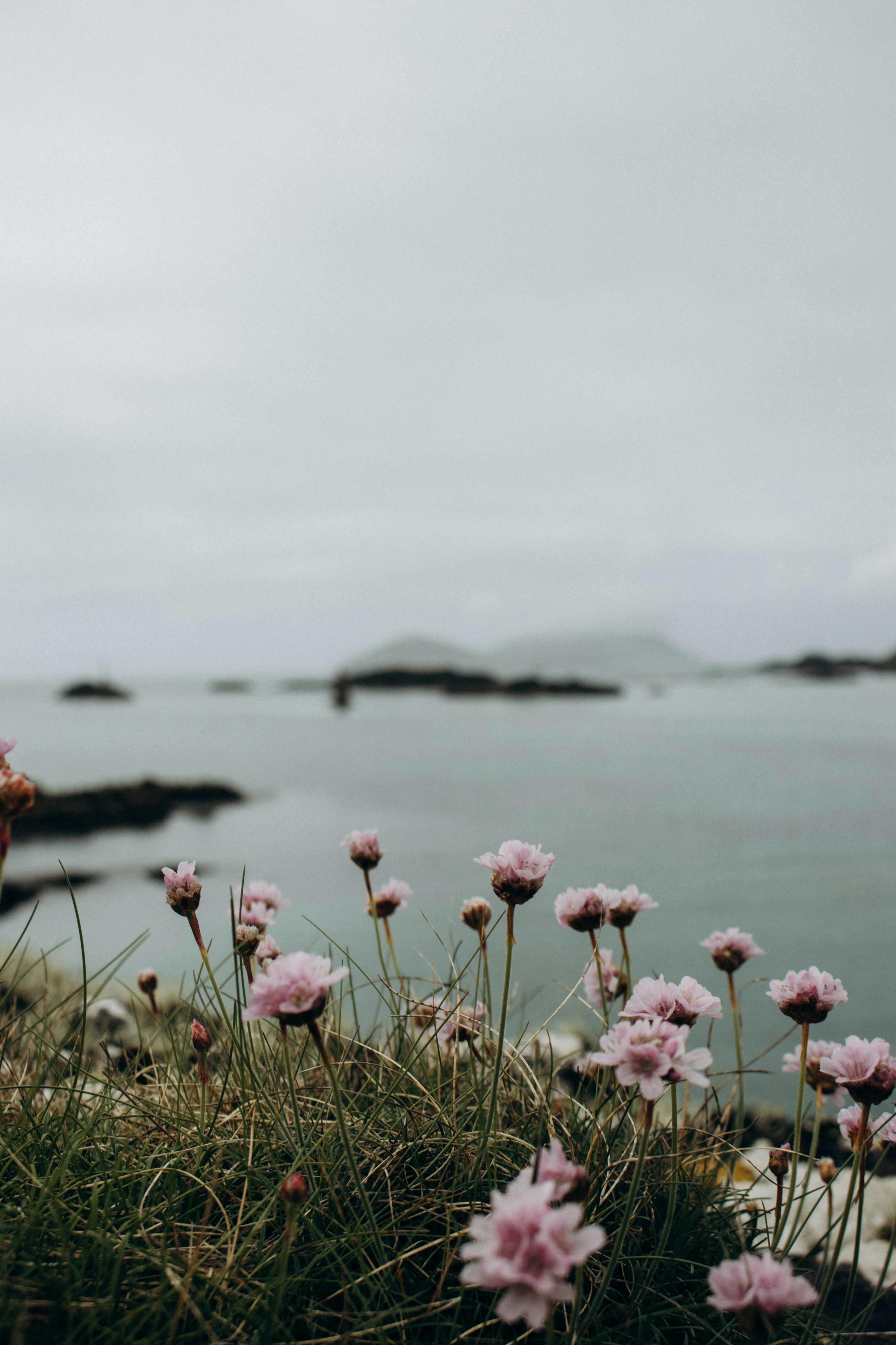 4640x6960 Flowers on the Sea Shore · Free