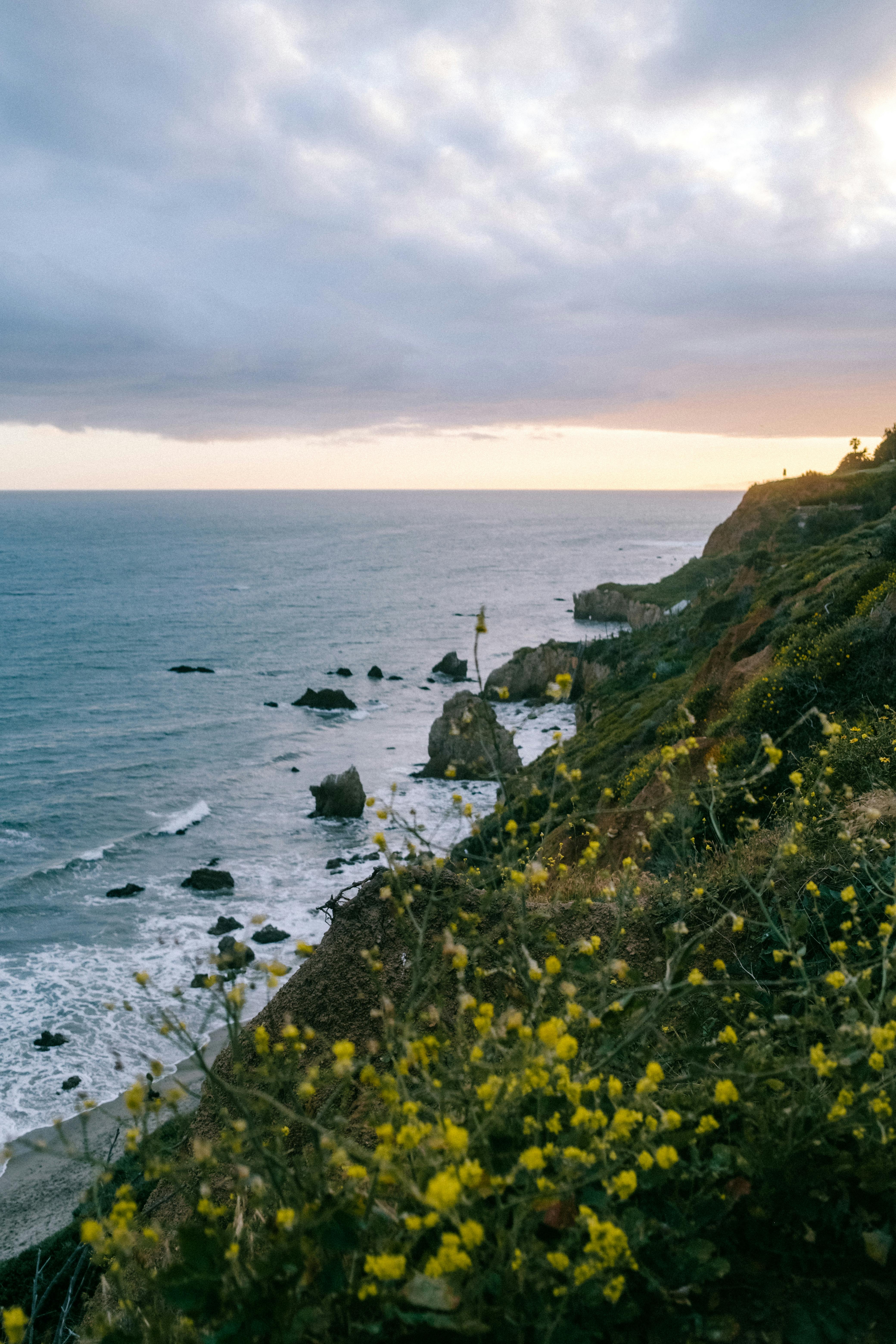 4160x6240 Flowers on Hill on Sea Shore at Sunset · Free