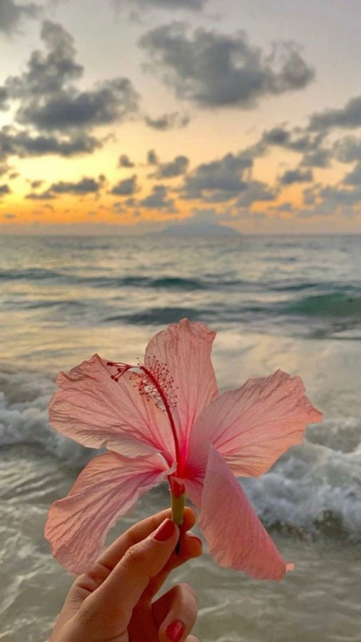736x1308 outsideee. Beach picture, Flower aesthetic, Hibiscus