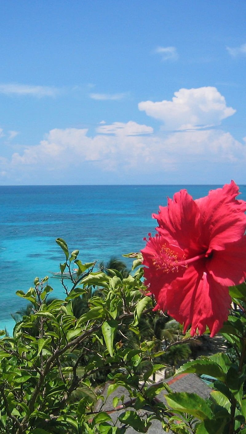 800x1413 Beach, flower, ocean, pink, HD phone wallpaper