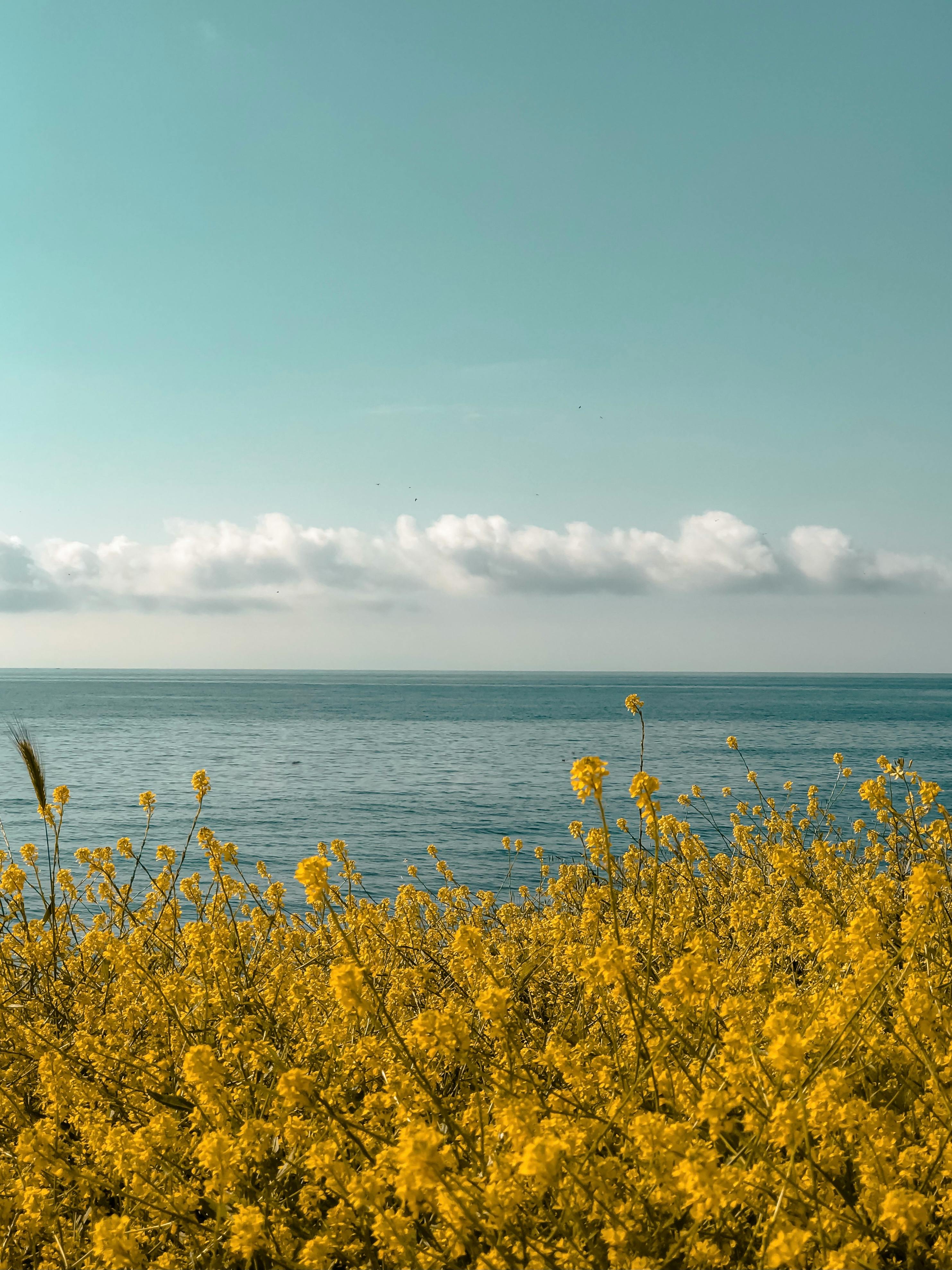 2966x3955 Yellow Flower Field Near Sea Under Blue Sky · Free