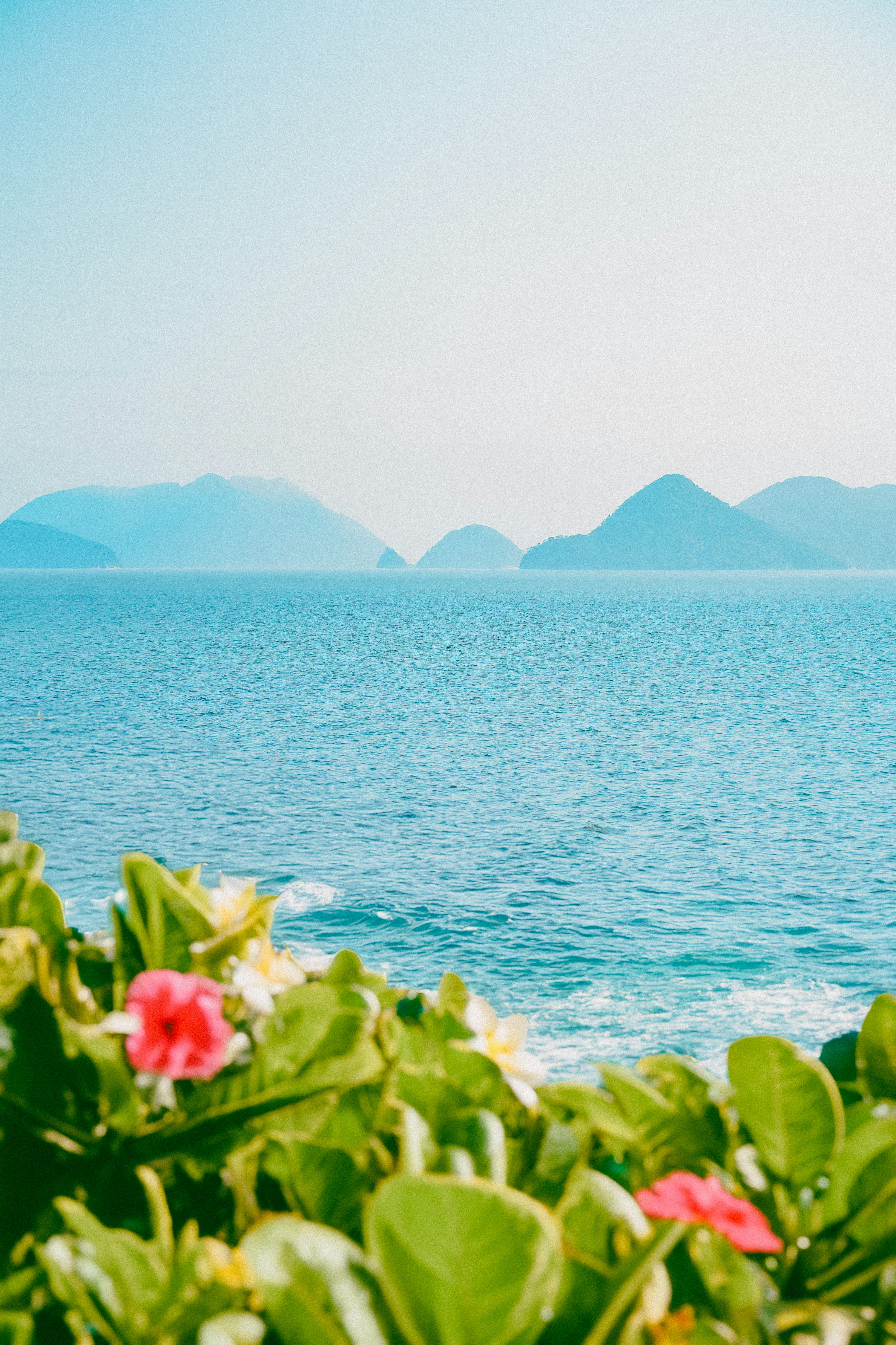 3000x4500 Flowers frame the sea with mountains in the distance. photo
