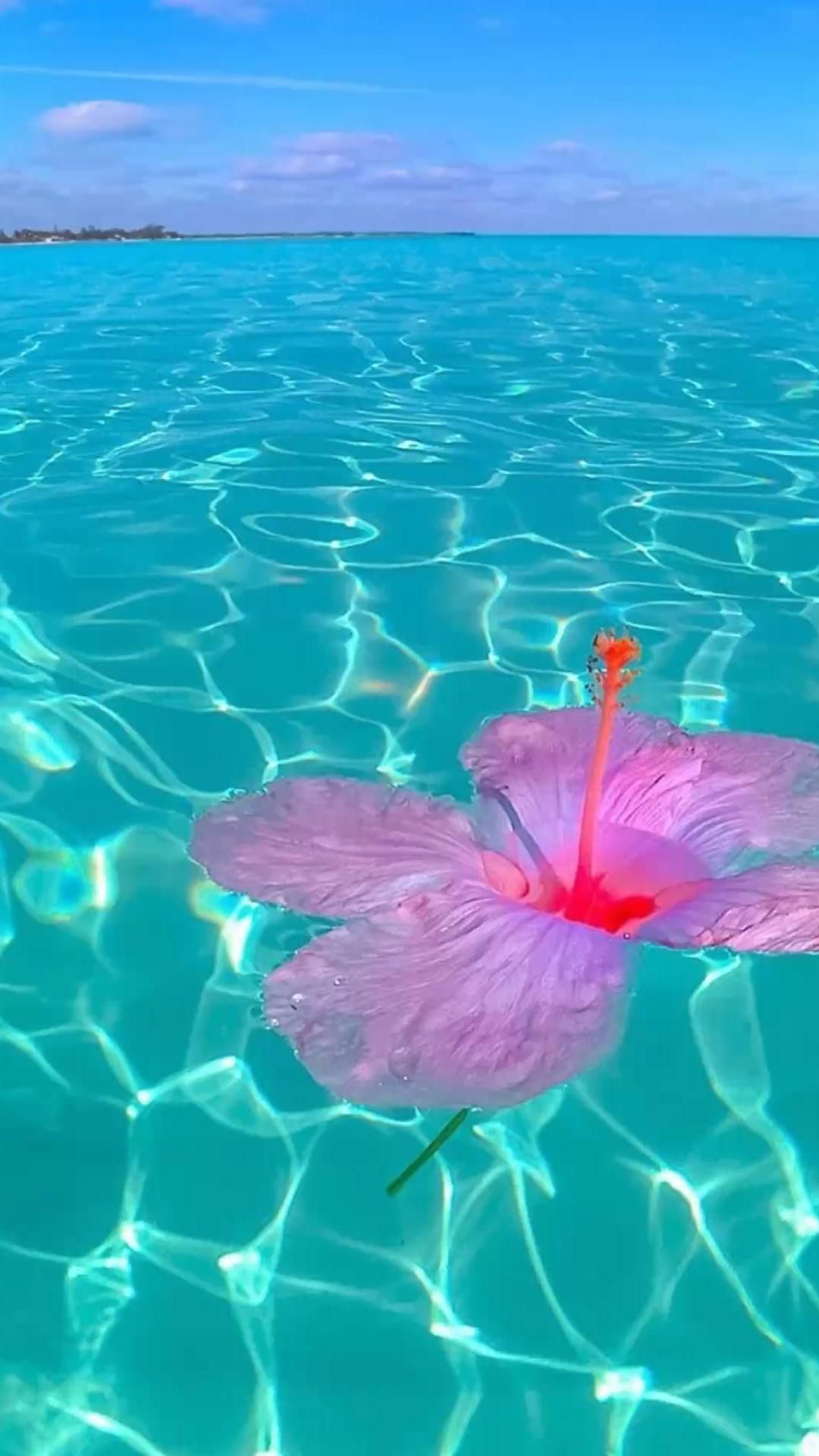 1080x1920 Beach With Flowers Wallpaper