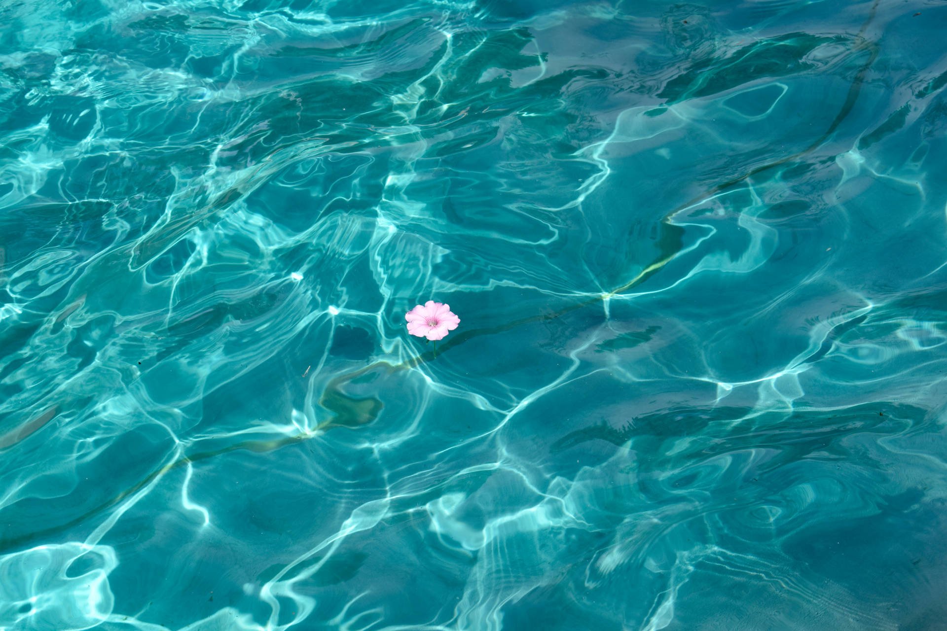 1920x1280 Download Flower On Navy Blue Water Wallpaper