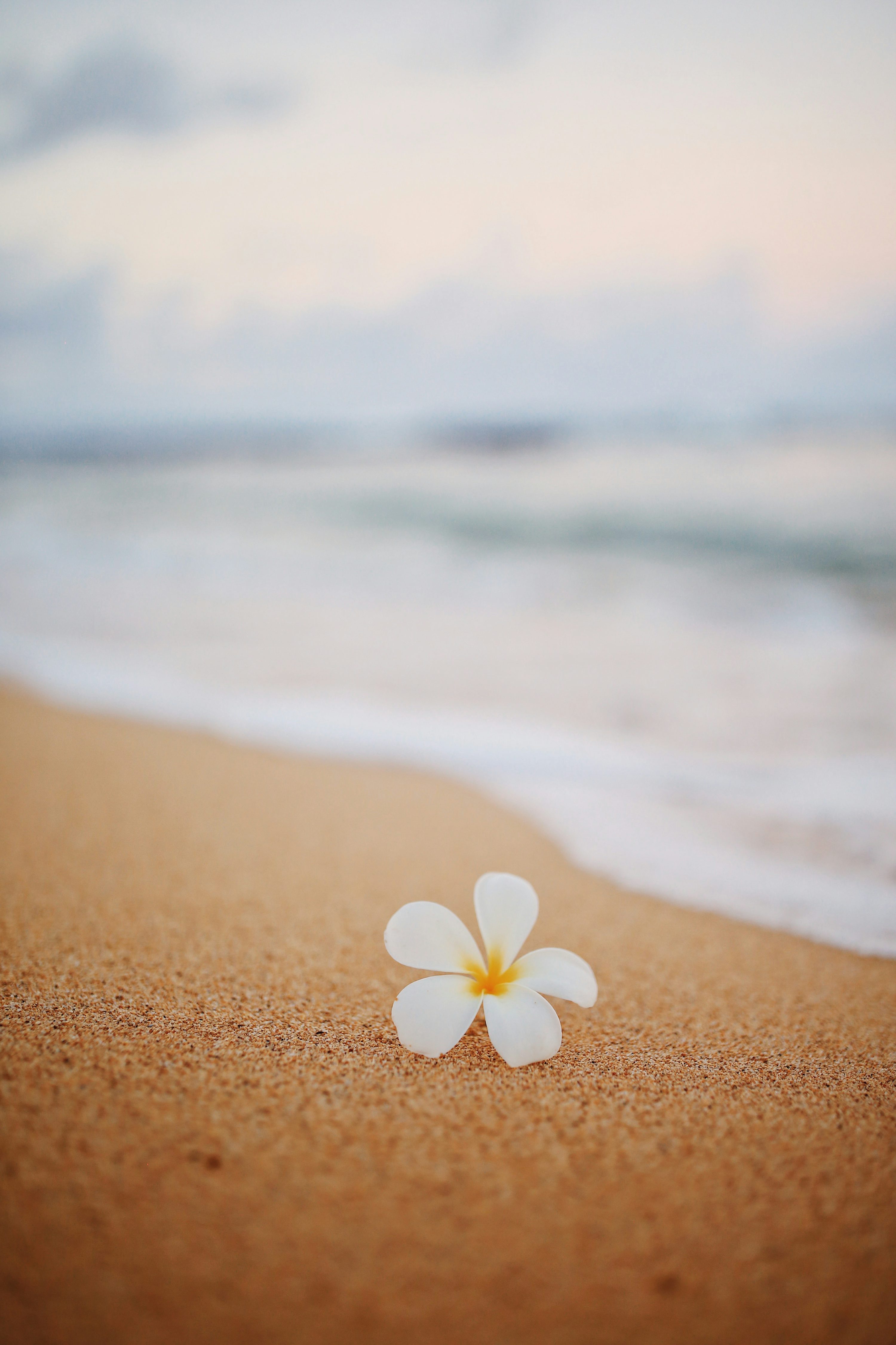 3000x4500 Flower Beach Picture. Download Free Image