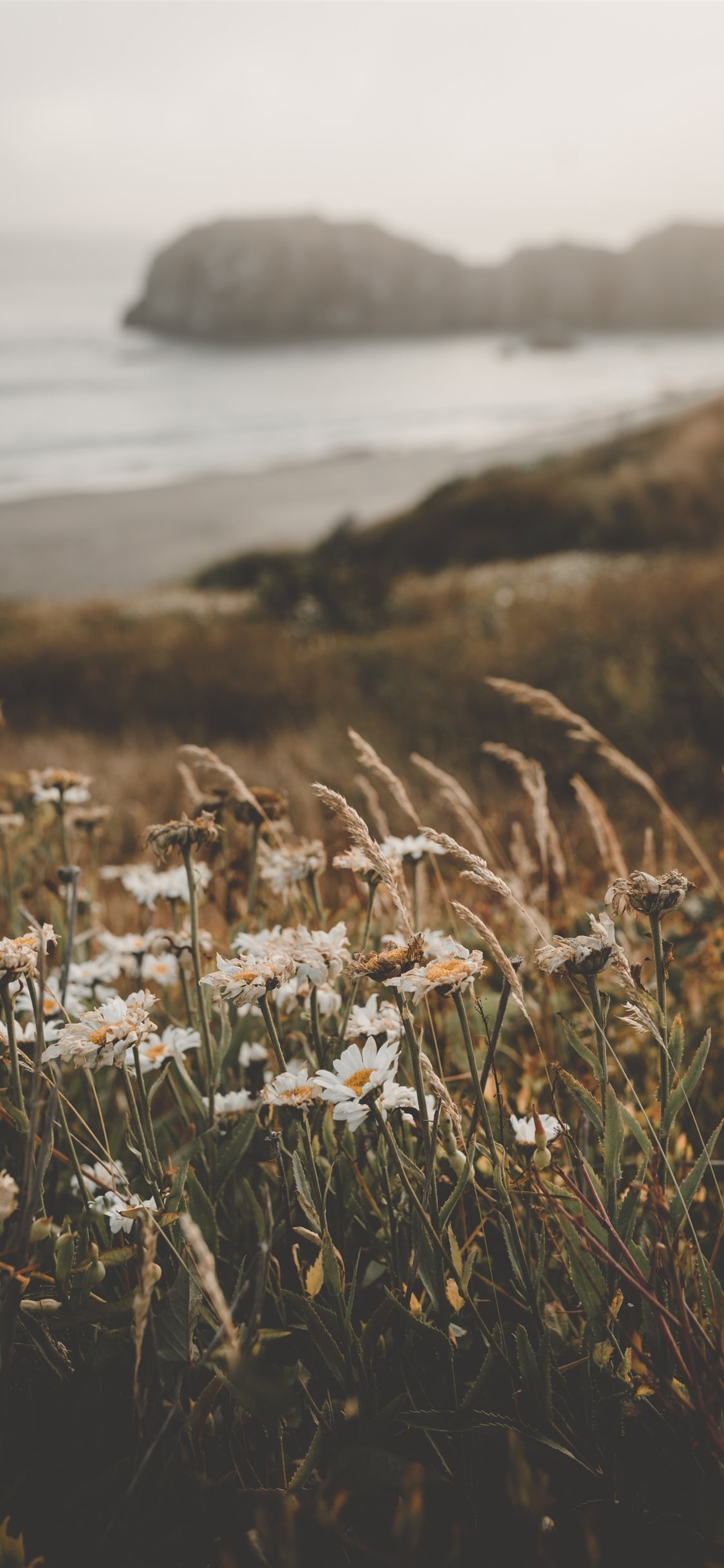 1125x2436 Flowers at the Beach iPhone X Wallpaper Free Download
