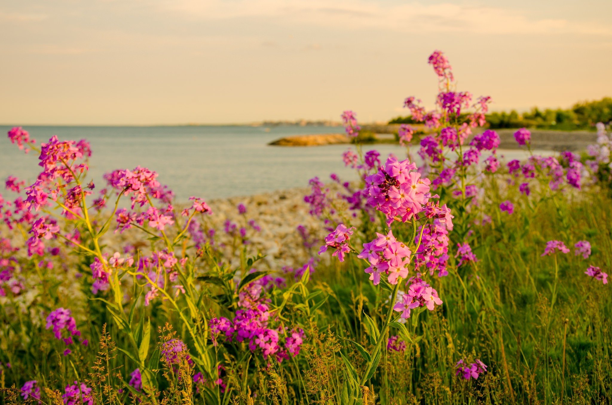 2048x1356 landscape, Sea, Flowers Wallpaper HD / Desktop and Mobile Background