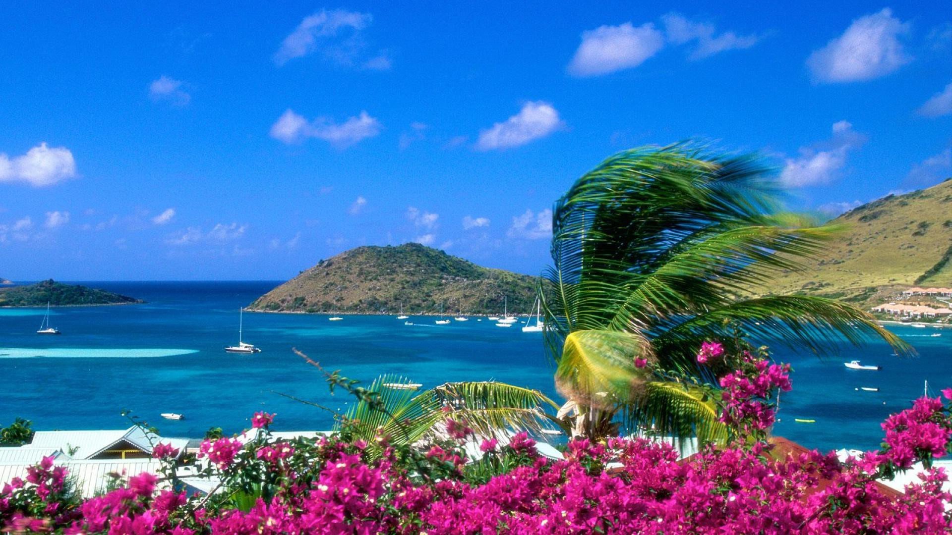 1920x1080 Boats On Ocean Water Closeup View Of Dark Pink Flowers Palm Tree Under Blue Sky HD Ocean Wallpaper