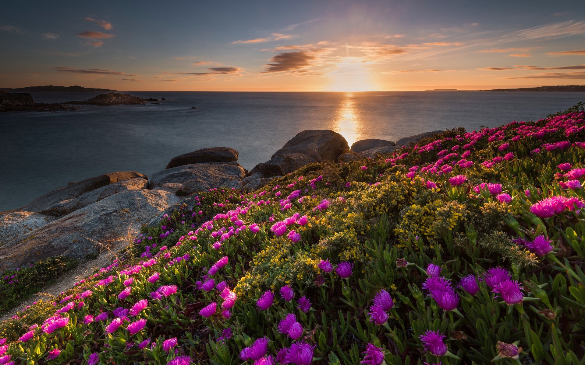 1920x1200 Download Ocean Coast Flower Photography Landscape HD Wallpaper
