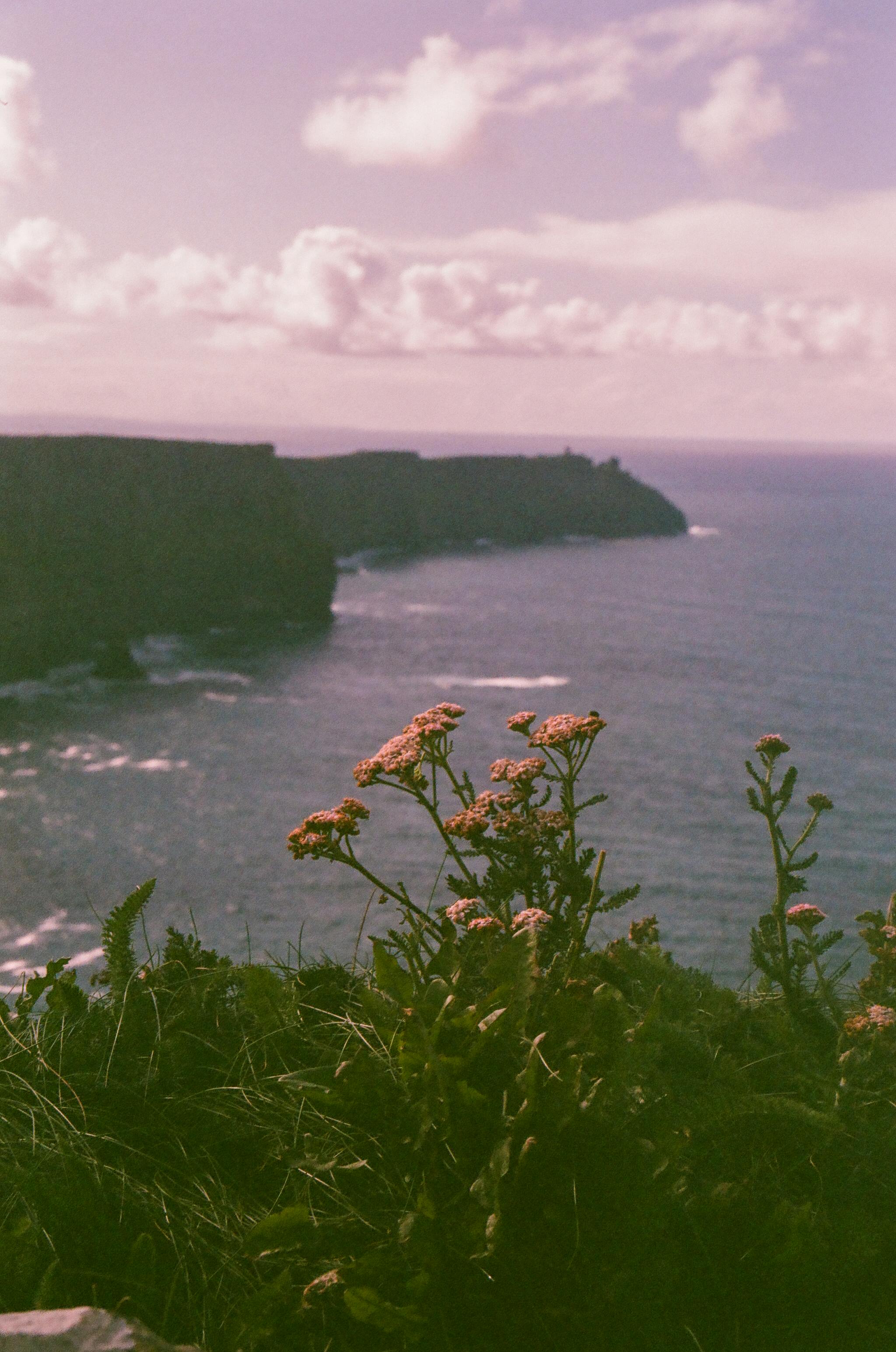 2048x3089 Flowers on Hill on Sea Shore · Free