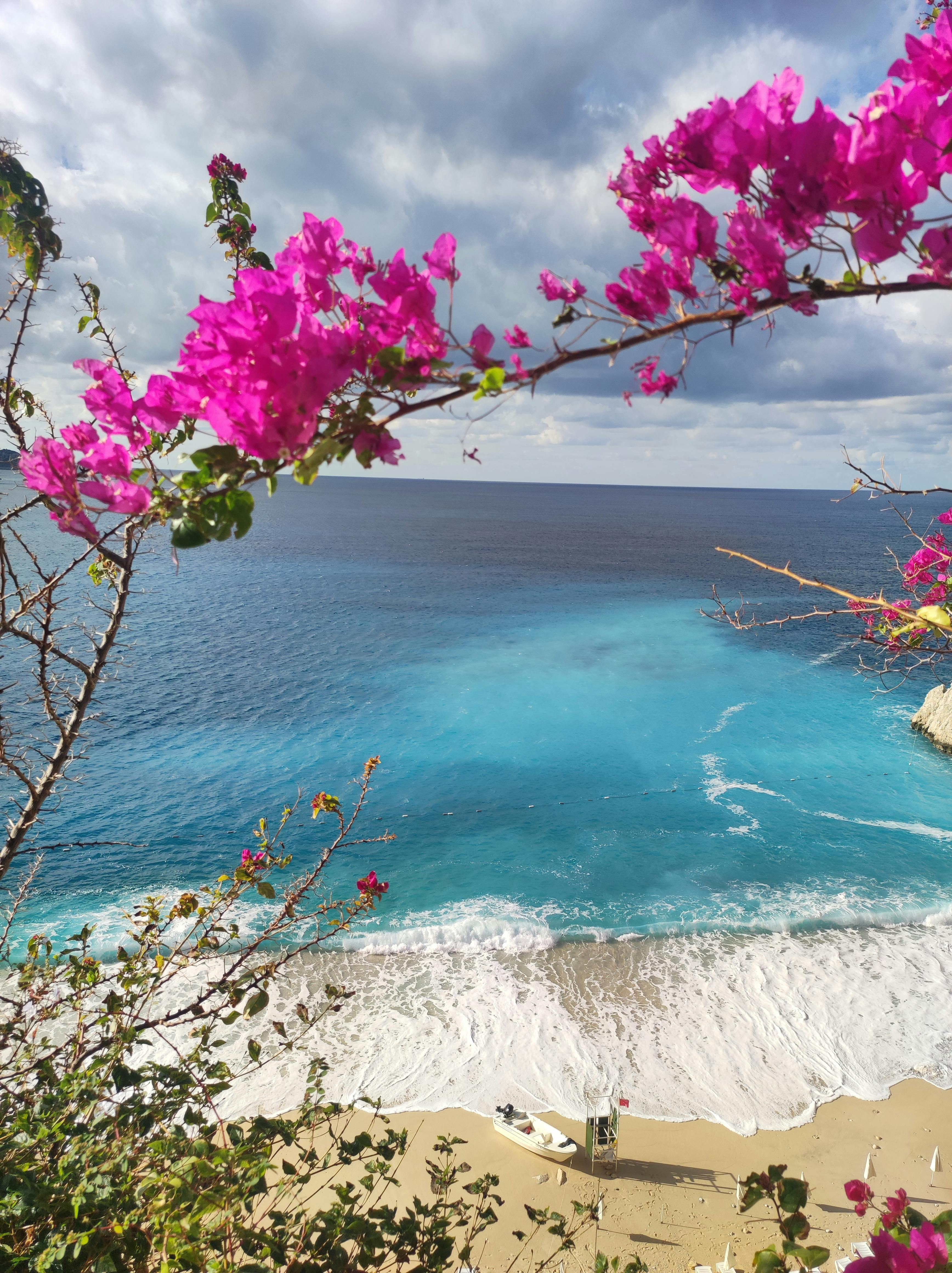 3472x4640 Flowers and Beach below · Free