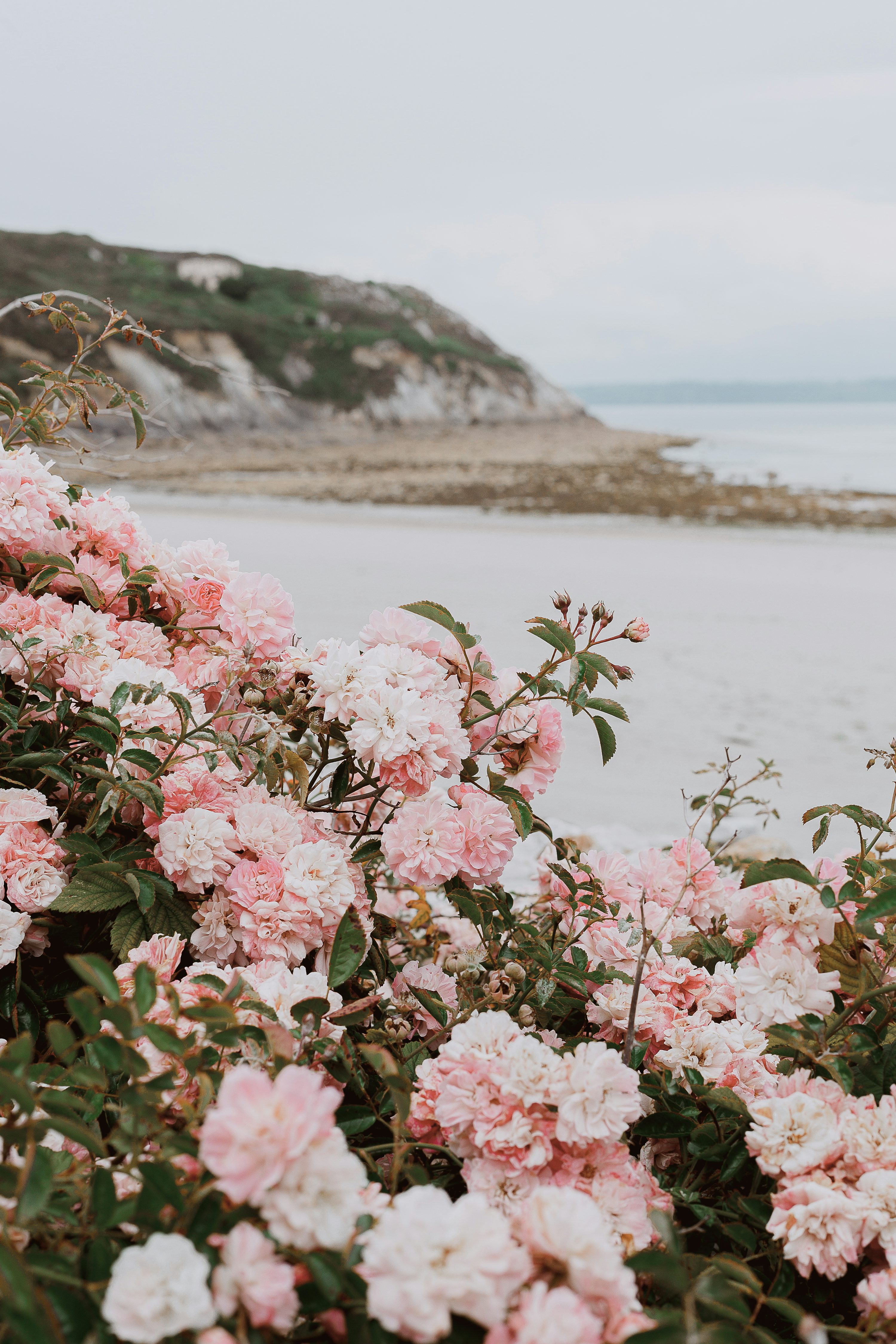 3000x4500 Flower Sea Picture. Download Free Image
