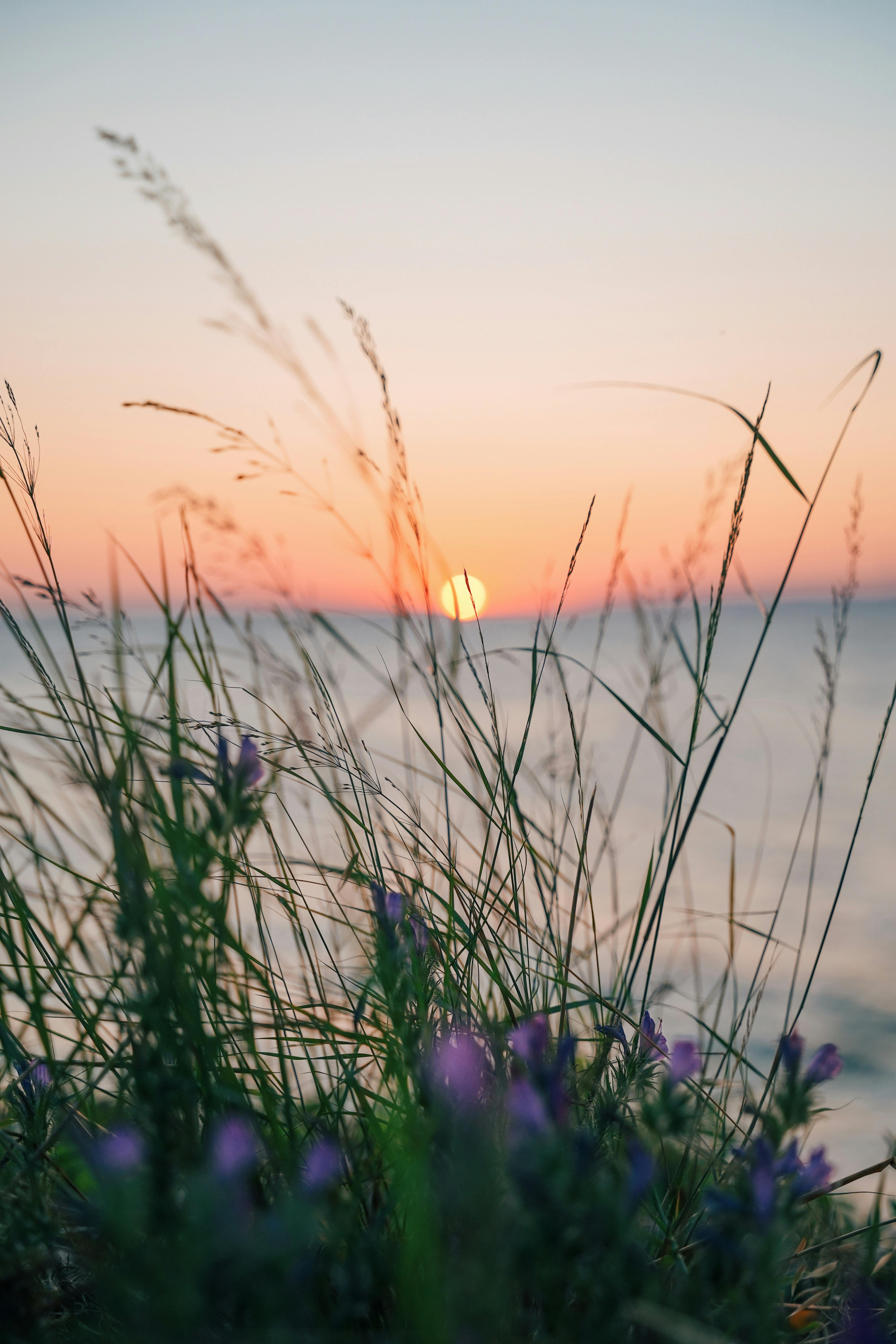 4672x7008 Pink Sunset Over the Sea Visible Behind the Grass and Flowers · Free