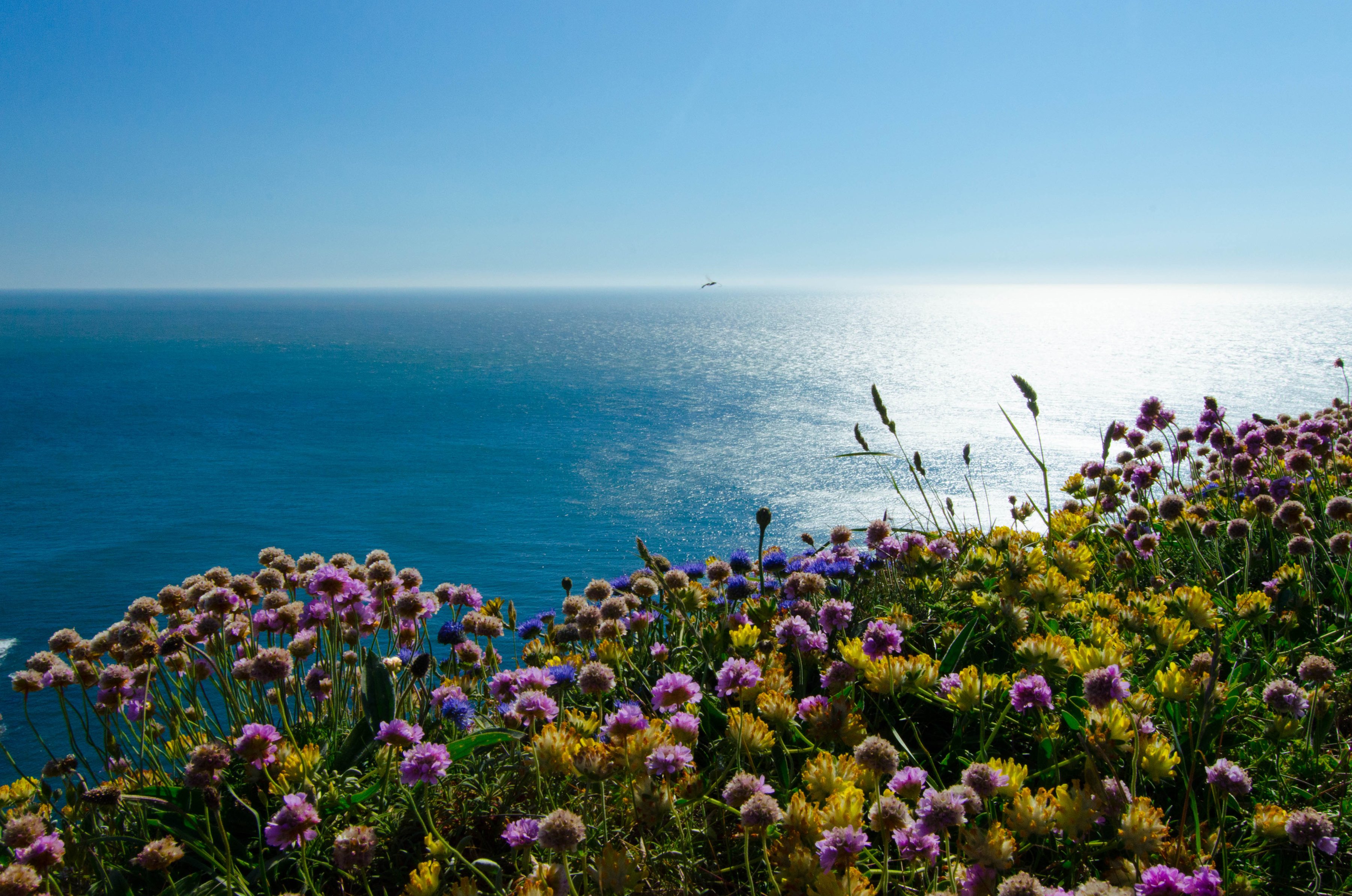 3600x2385 Wallpaper sea, flowers, coast, England, England, Wales, Wales, The Irish sea for mobile and desktop, section пейзажи, resolution 3600x2385