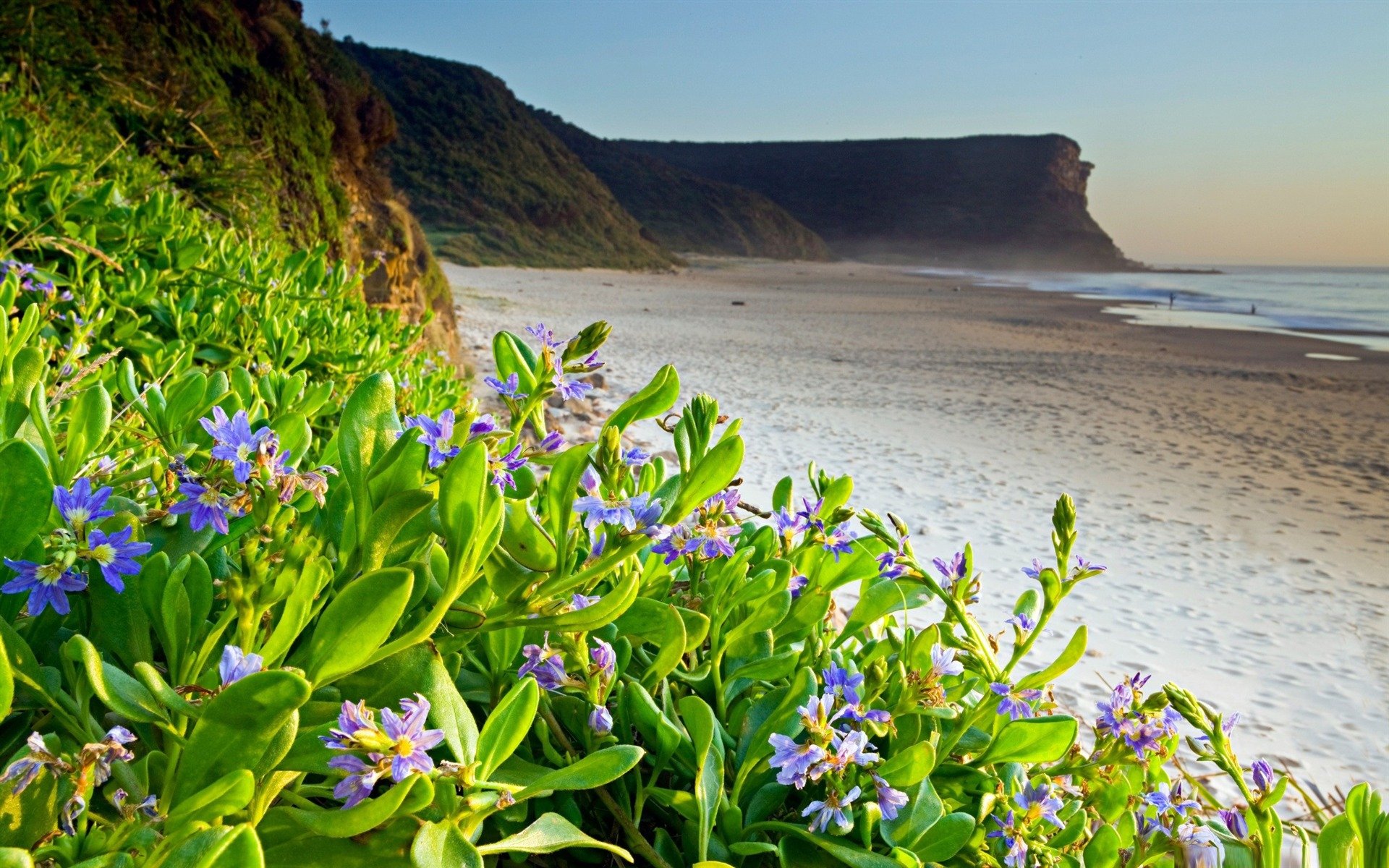 1920x1200 Flower Beach Flowers Desktop Wallpaper