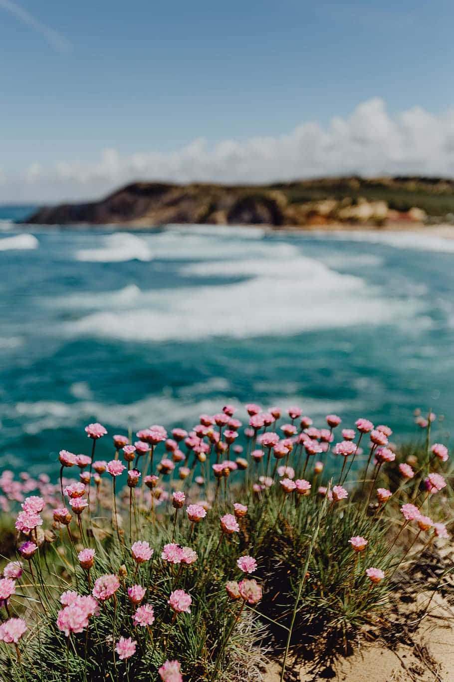910x1365 Download Pink Flowers Near The Sea Aesthetic Picture