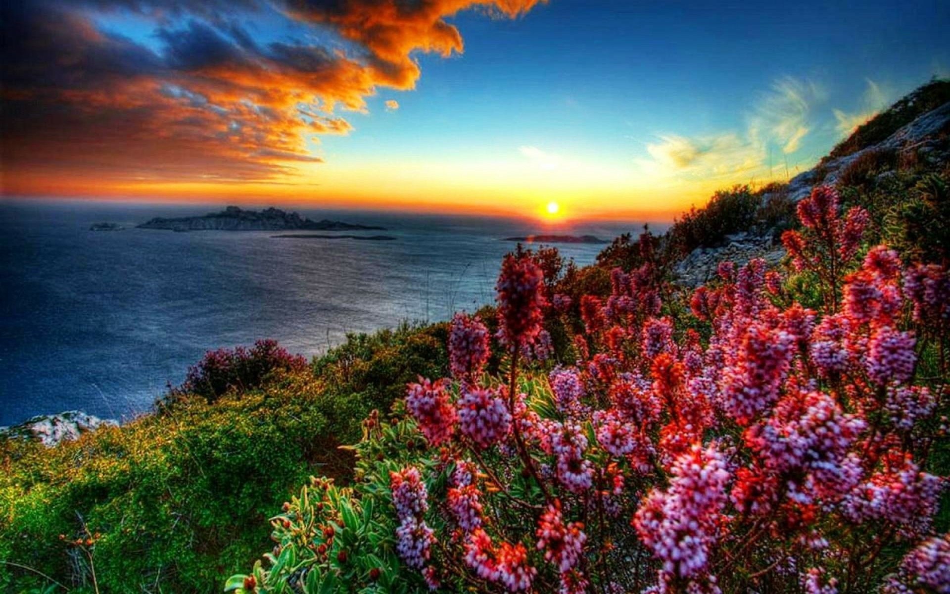 1920x1200 Spring Bloom by the Ocean Horizon: Stunning Coastal Nature HD Wallpaper