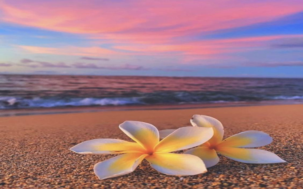 1280x800 plumeria flower on the beach wallpaper Web Store