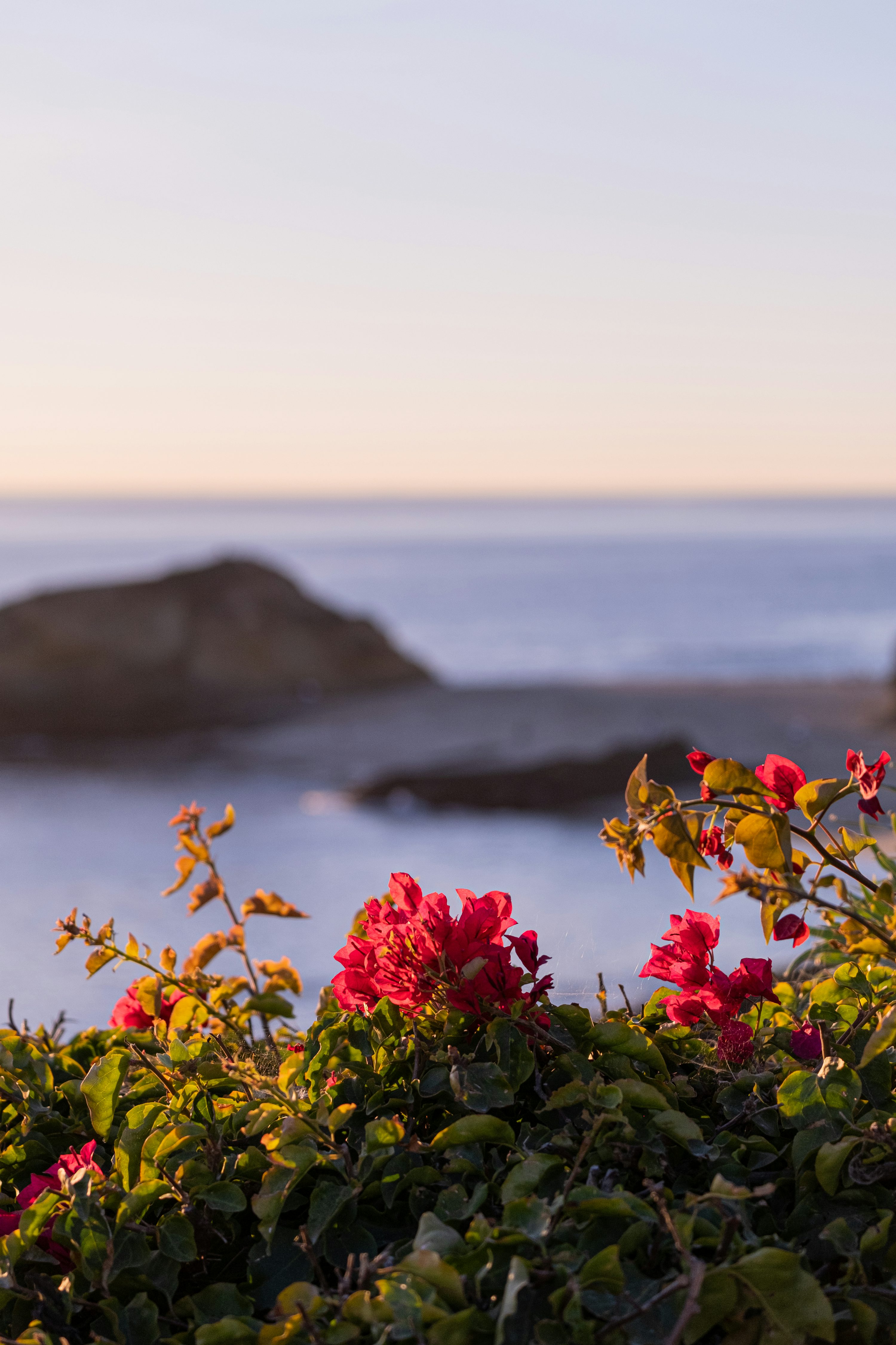 3000x4500 A bunch of flowers that are by the water photo