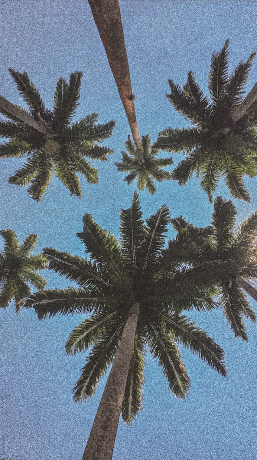 850x1519 Brazil Rio de Janeiro. Tree drawing, Palm tree drawing, Palm trees, Trees Aesthetic HD phone wallpaper