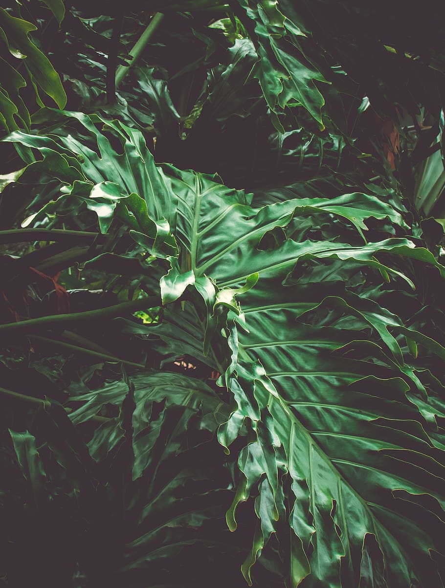 910x1203 HD wallpaper: brazil, botanical garden foundation of pocos de caldas, forest