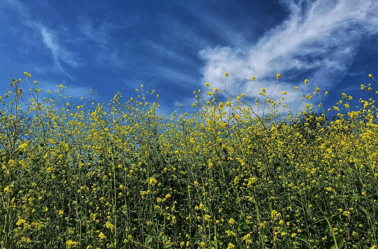 1280x844 Free California Spring & Nature Image