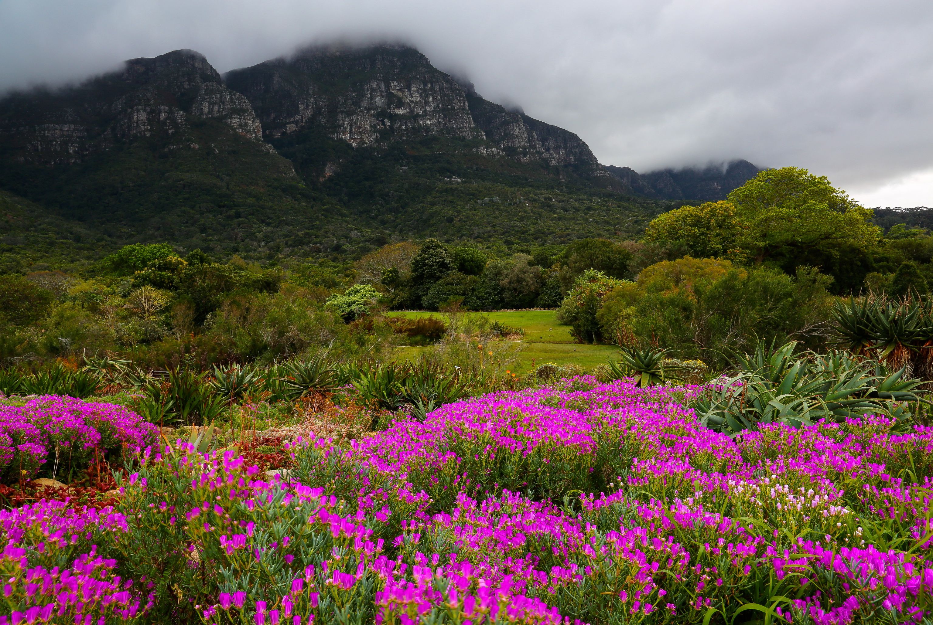 3072x2059 garden, South, Africa, Mountains, Kirstenbosch, Botanic, Nature Wallpaper HD / Desktop and Mobile Background