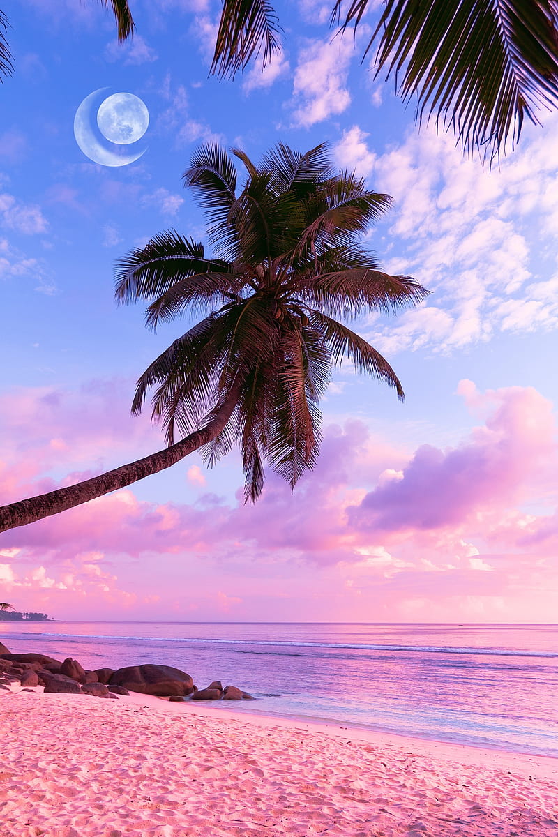 800x1200 Aesthetic beach, beach, palms, tropical, HD phone wallpaper