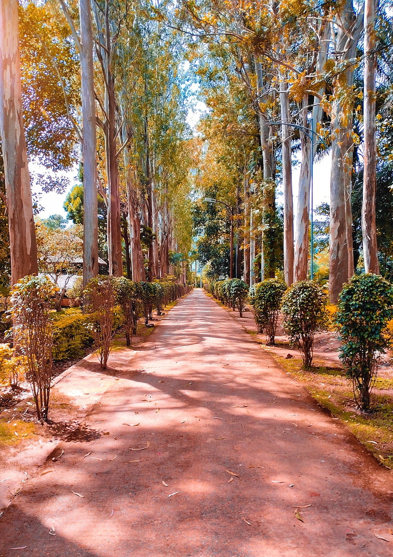 800x1134 Road, forest, india, love, nature, romantic, south india, yallow, HD phone wallpaper