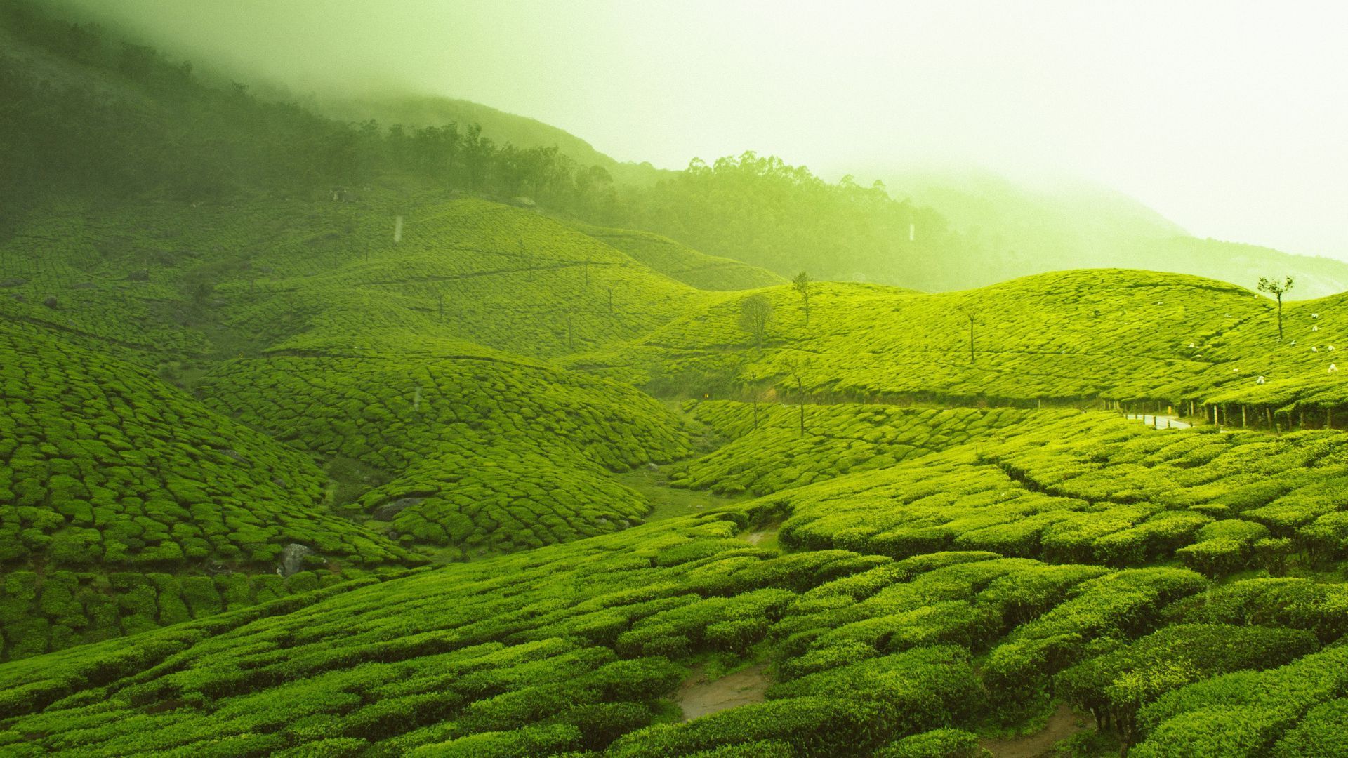 1920x1080 South India In Summer: Hill Stations, Beaches, Backwaters & Waterfalls 2024