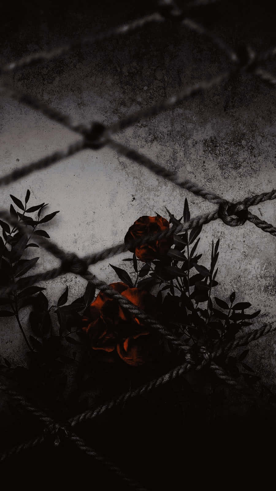 900x1600 Download Enchanting and Mysterious Aesthetic Background