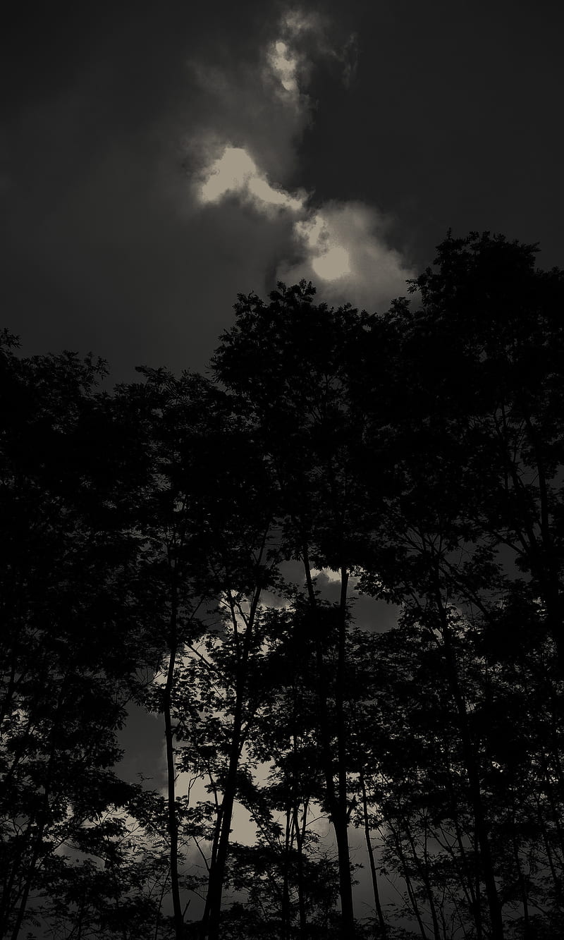 800x1333 Trees, black, dark, mysterious, HD phone wallpaper