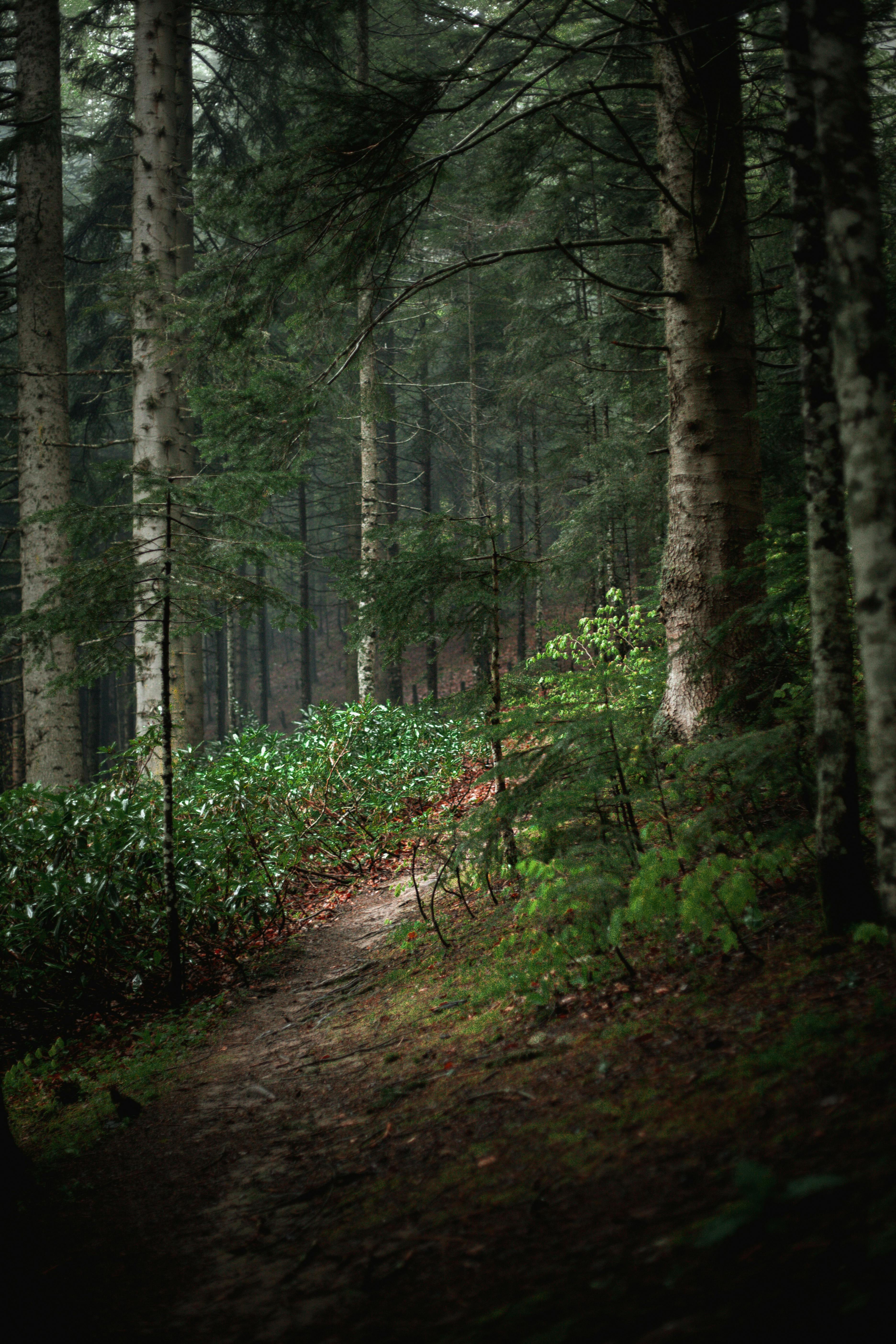 3744x5616 Mystery Path in Forest · Free