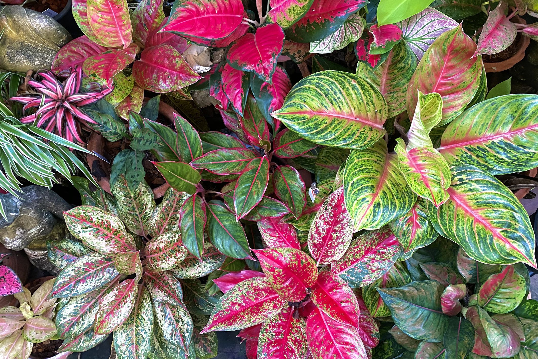 2121x1414 How to Grow and Care for Aglaonema (Chinese Evergreen)