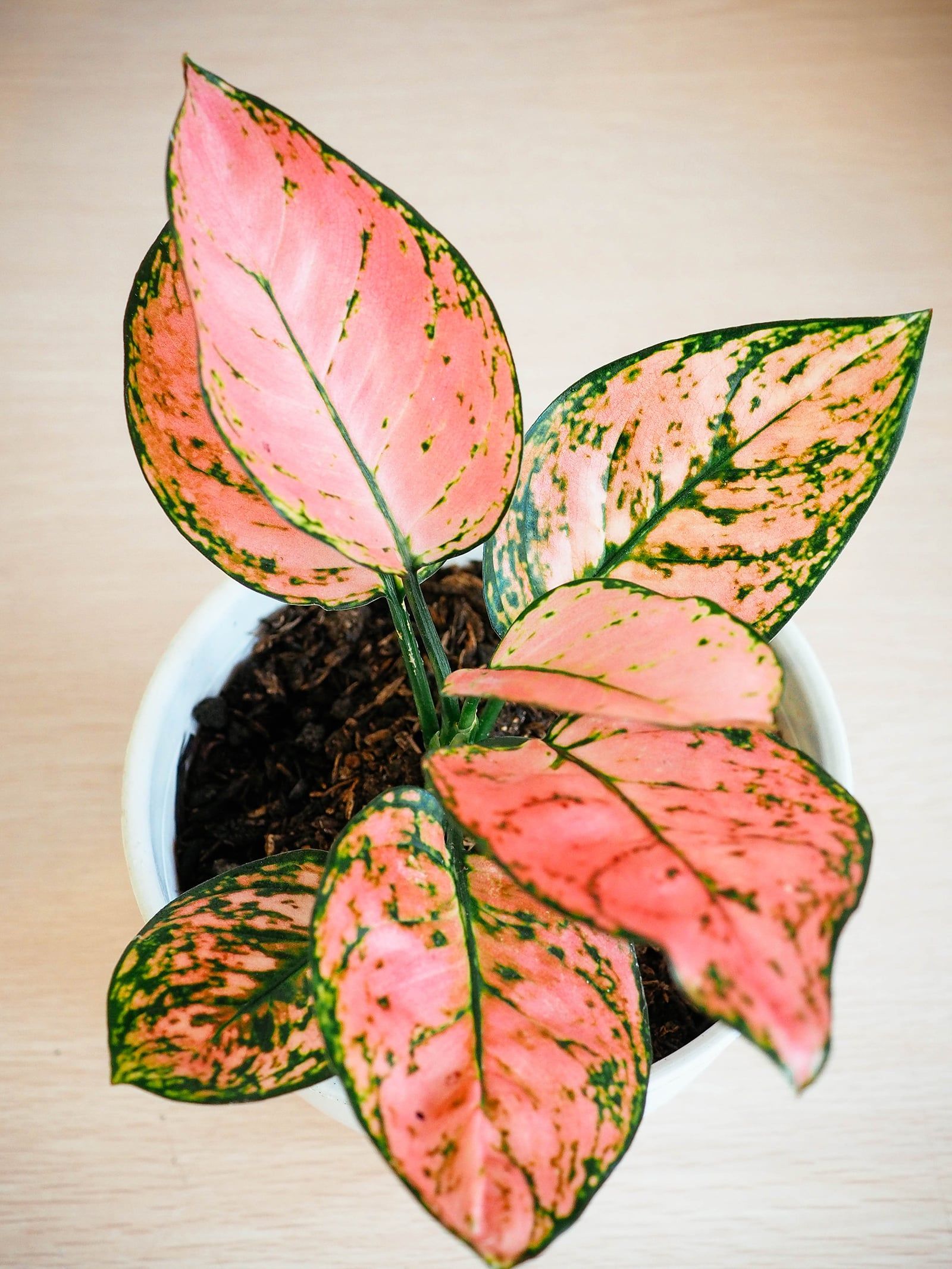 1600x2133 Aglaonema Varieties to Swoon Over: 35 Stunning Chinese Evergreen Plants