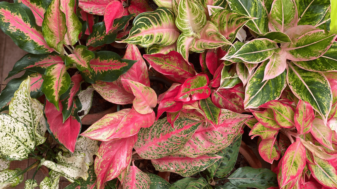 1366x768 Aglaonema Care Guide. Popular Chinese Evergreen Varieties & Tips