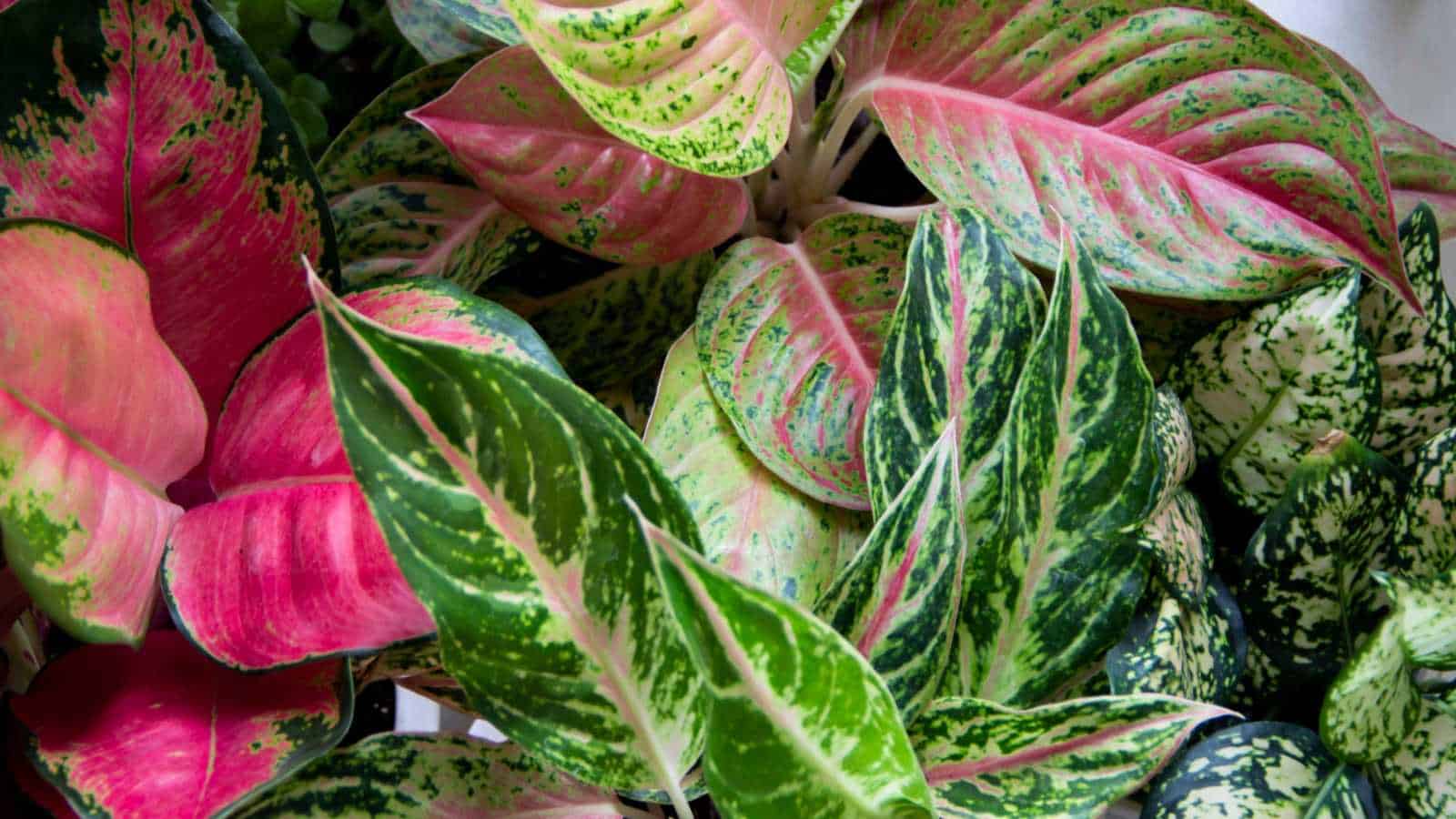 1600x900 How to Grow & Care for Aglaonema Plants (Chinese Evergreen)