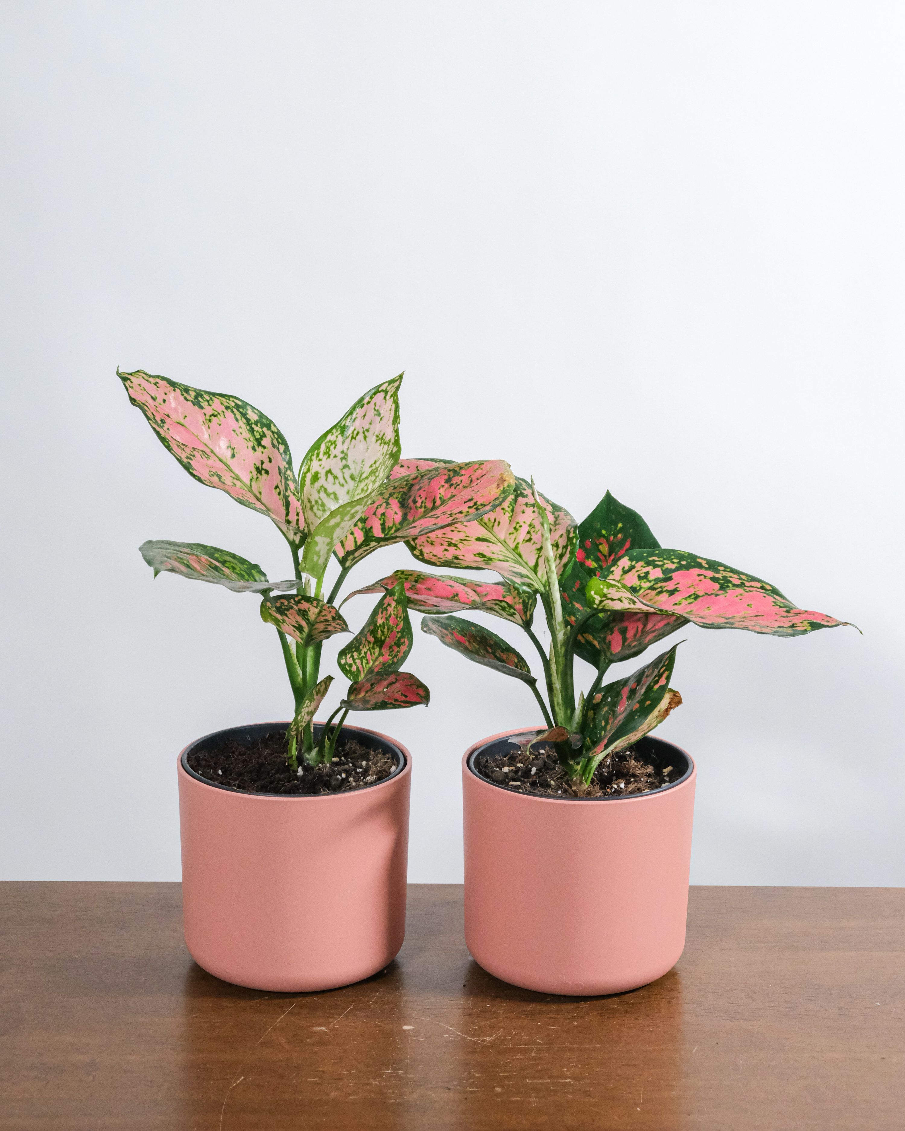 3000x3750 Aglaonema Picture. Download Free Image