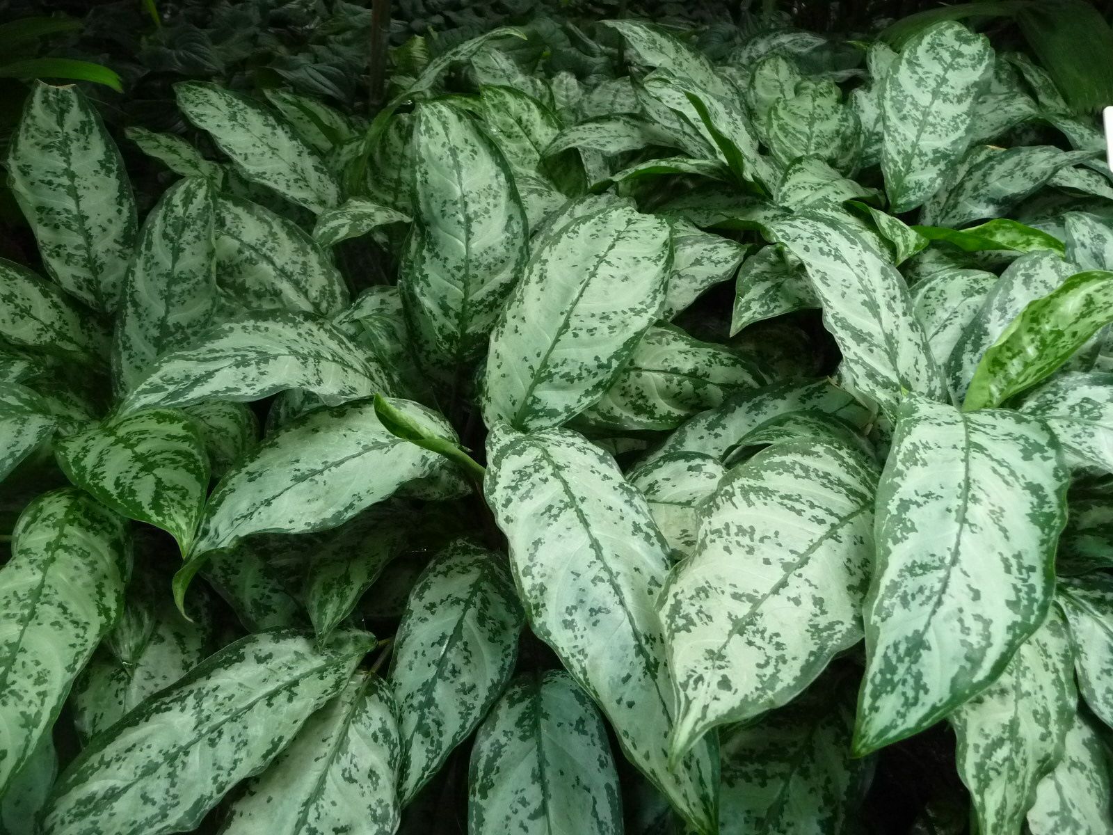 1600x1200 Aglaonema marantifolium