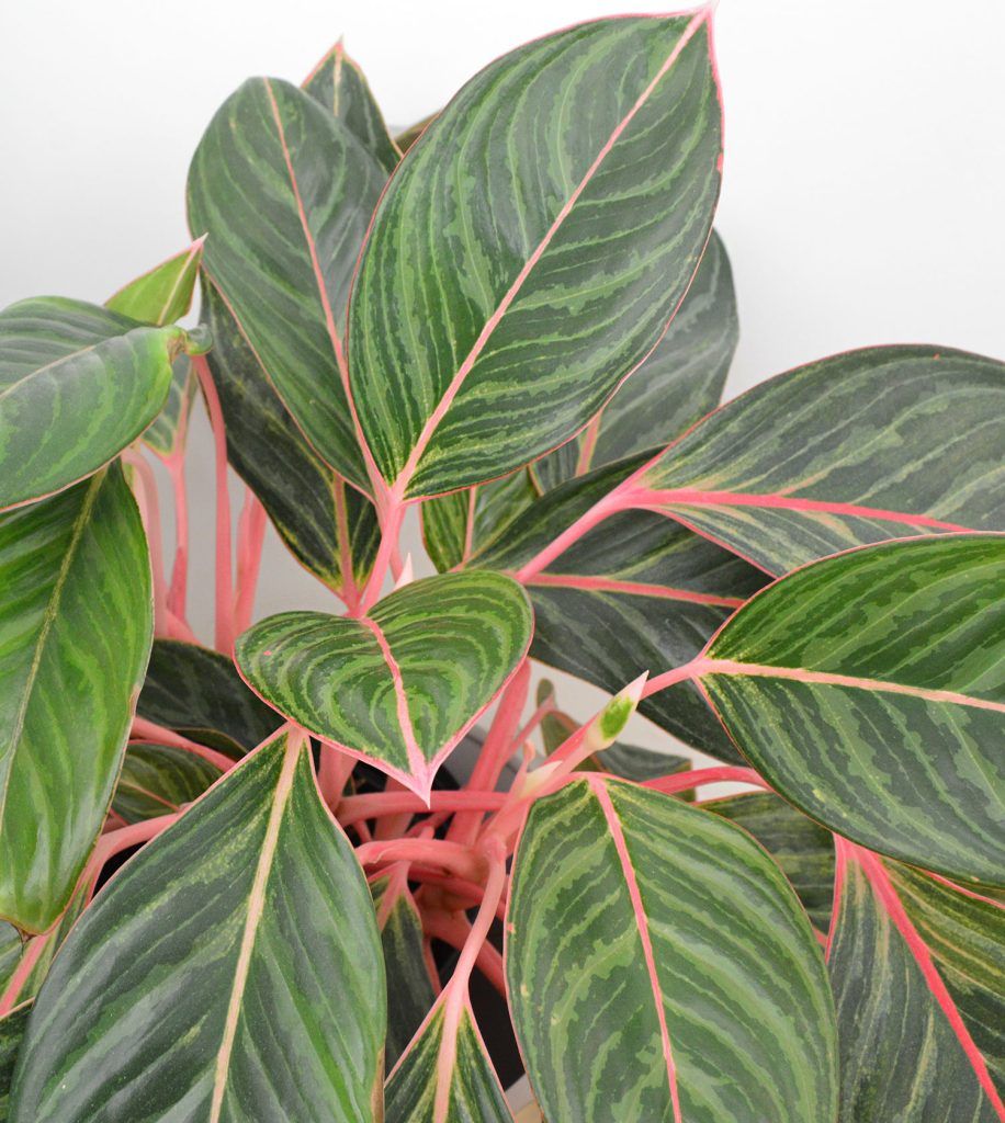 916x1024 How To Care For An Aglaonema (Chinese Evergreen). Young House Love