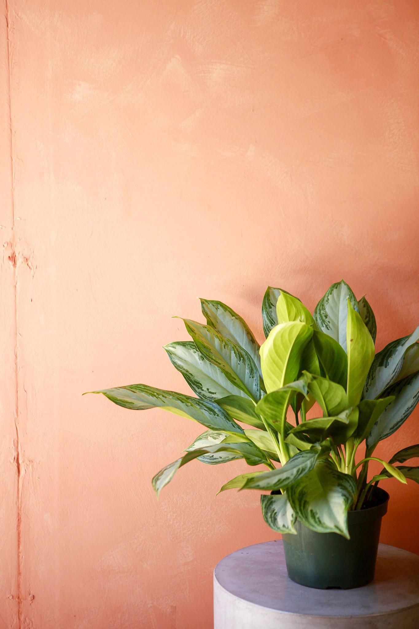 1365x2048 Aglaonema 'Silver Bay'