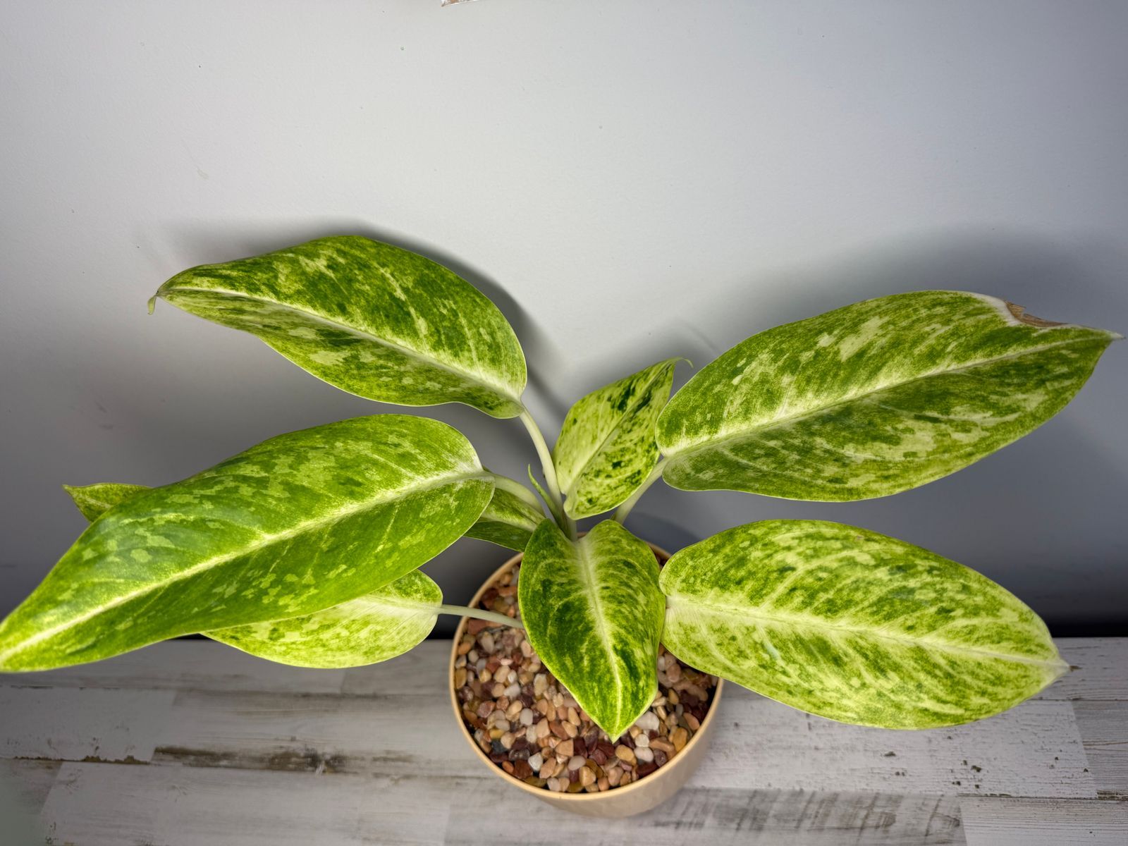 1600x1200 Aglaonema 'Sundrop'