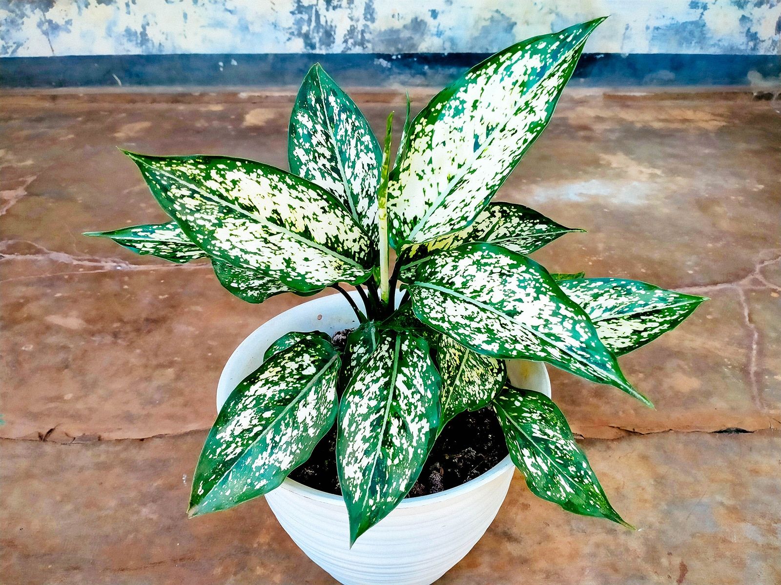 1600x1200 Aglaonema Varieties to Swoon Over: 35 Stunning Chinese Evergreen Plants
