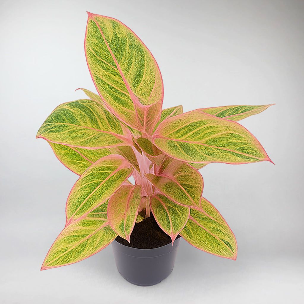 1024x1024 Aglaonema 'Salmon Fantasy'. Aglaonema 'Salmon Fantasy'